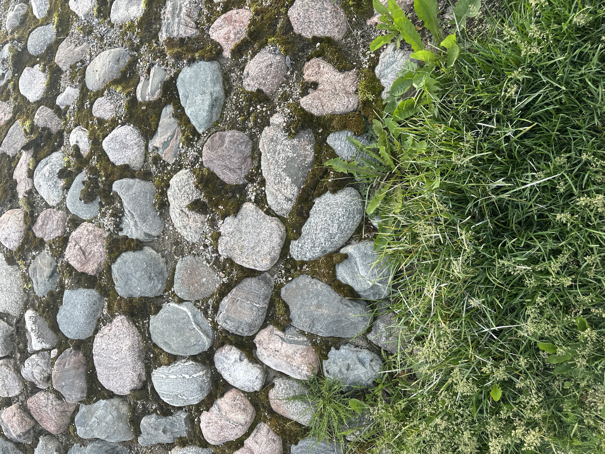 The image shows a close-up, high-angle view of a cobblestone path overgrown with moss and interspersed with patches of green grass. The cobblestones are of various sizes, shapes, and colors, ranging from light gray and pinkish-tan to darker grays and muted blues. Many of the stones are rounded and smooth, suggesting they have been worn by time or traffic. Dark green moss grows in clumps between the stones, adding a textural contrast. In the foreground, a dense growth of vibrant green grass with some lighter green flowering stalks covers the bottom third of the image. The background is a continuation of the cobblestone path. The lighting suggests it is daytime, with soft natural light illuminating the scene. There are no people or discernible animals present. The environment appears to be outdoors, possibly in a park or historical area, characterized by natural elements and aged stonework.