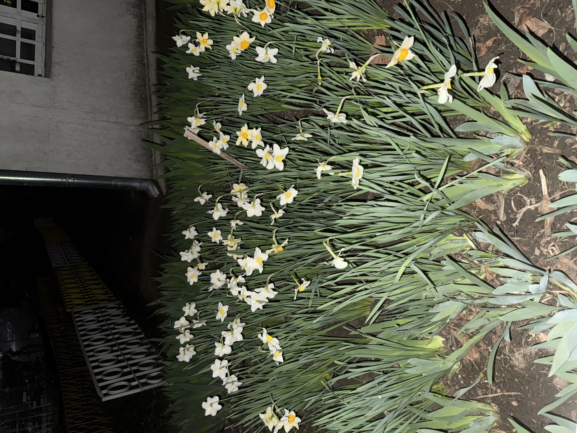 The image shows a planting of white and yellow daffodils along a wall in what appears to be an urban environment. The daffodils are in full bloom, and the planting extends to the edge of a dark, possibly wet, area where a metal grate covers a drain. A building with a window and a drainpipe is visible along the edge of the planting. The environment appears to be Varna, Bulgaria.