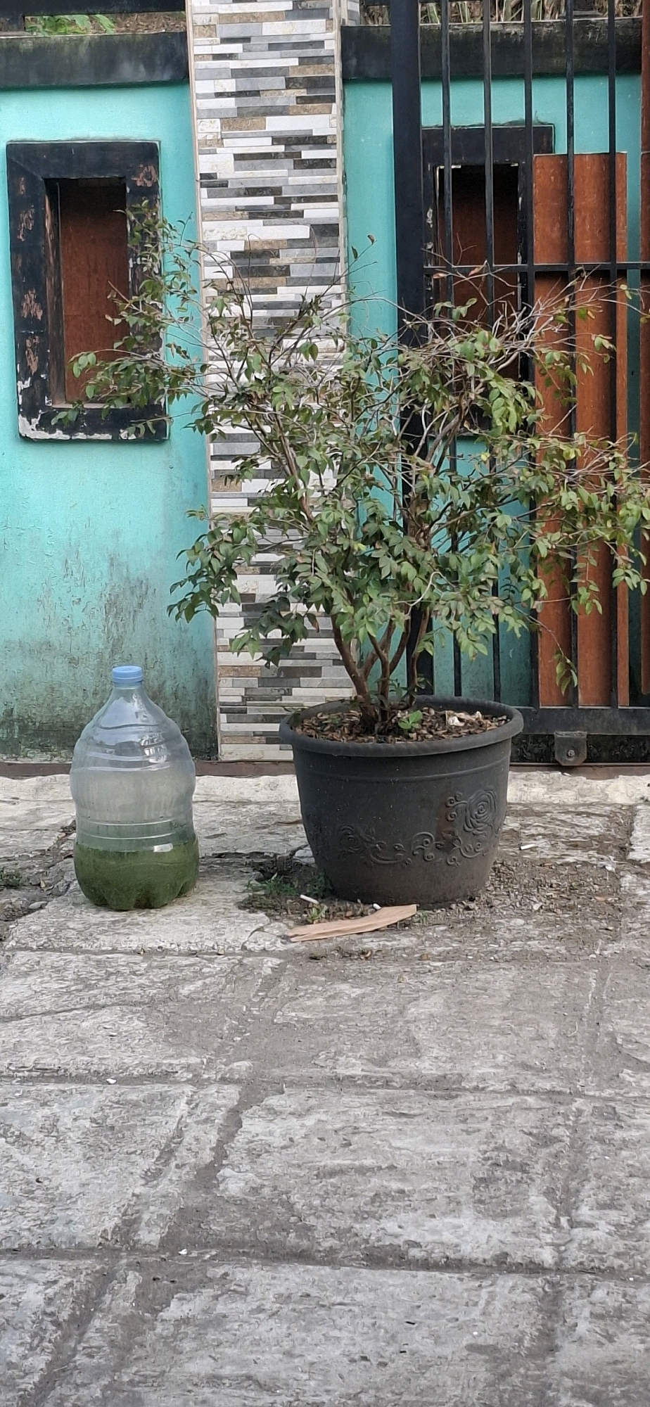 In Cibinong Hilir, Indonesia, a potted plant with green leaves sits on a concrete surface next to a large plastic bottle filled with green liquid. The plant is in a dark, textured pot with embossed floral designs. Behind the plant and bottle is a building with a teal-colored wall, a window with a dark frame and wooden interior, and a section of tiled wall featuring horizontal stripes of various colors. A black metal gate with vertical bars is visible to the right of the plant. The ground is made of concrete slabs with some debris scattered on it. The scene appears to be outdoors, possibly in a yard or alleyway.
