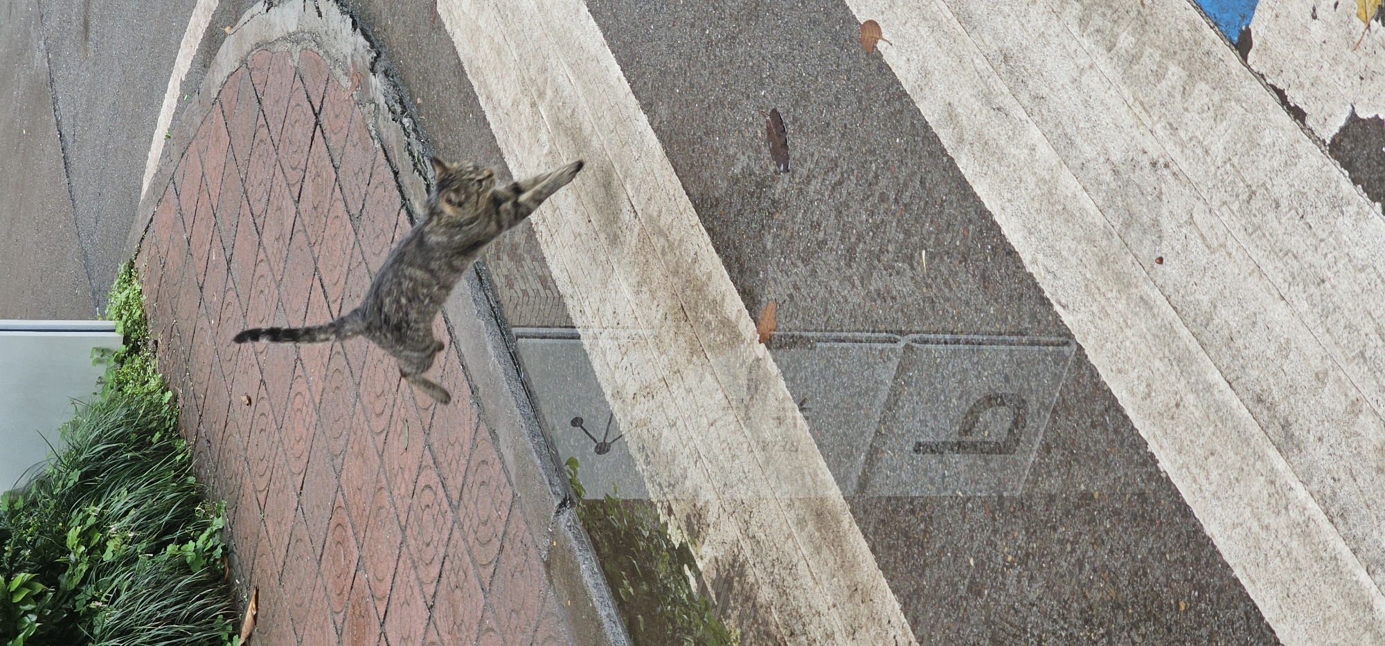 A photograph from Yuzhong District, China, taken from an elevated position, shows an alleyway. A tabby cat is in mid-leap from a brick paved surface towards a crosswalk marked with alternating white and gray stripes. The cat’s body is diagonal, with its front paws extended upwards. A few fallen leaves are scattered on the gray areas of the crosswalk. A translucent stencil of the letter "P" is visible on the crosswalk. A building exterior with glass windows and green plants is seen on the lower-left corner of the brick paved area. The area is wet, likely from rain.