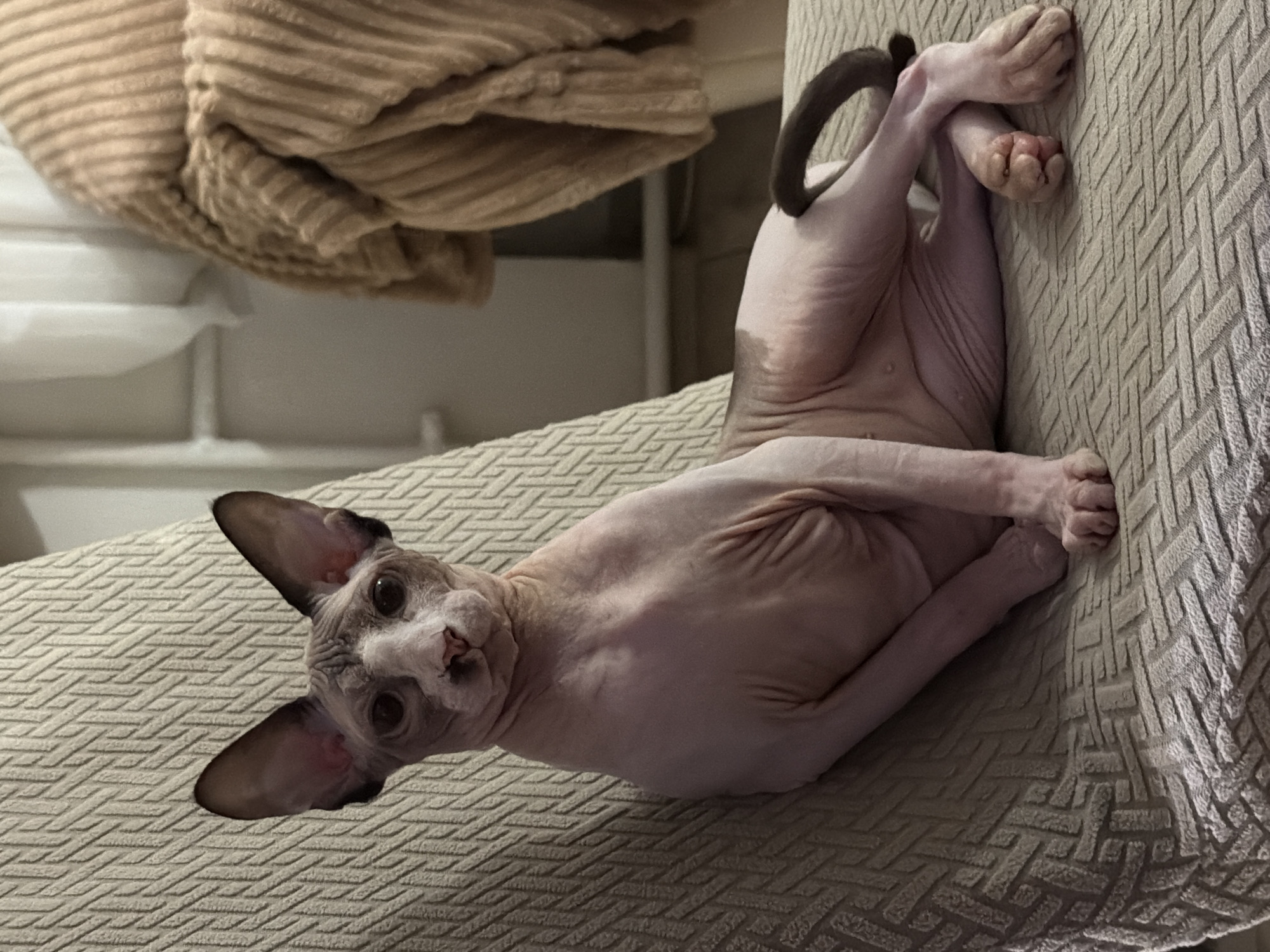 An adult, hairless cat, possibly a Sphynx, is seated on a textured beige armchair. The cat has large ears, a wrinkled face, and is a light pinkish-grey color with darker grey markings on its face and tail. Its body is lean and wrinkled. The cat is positioned on its side with its front legs crossed and its hind legs also crossed, with one paw resting on the seat of the chair. Its tail curls behind it. The background shows a lightly colored wall and a draped brown textured blanket on what appears to be another piece of furniture or a radiator. The lighting is dim, suggesting an indoor setting.
