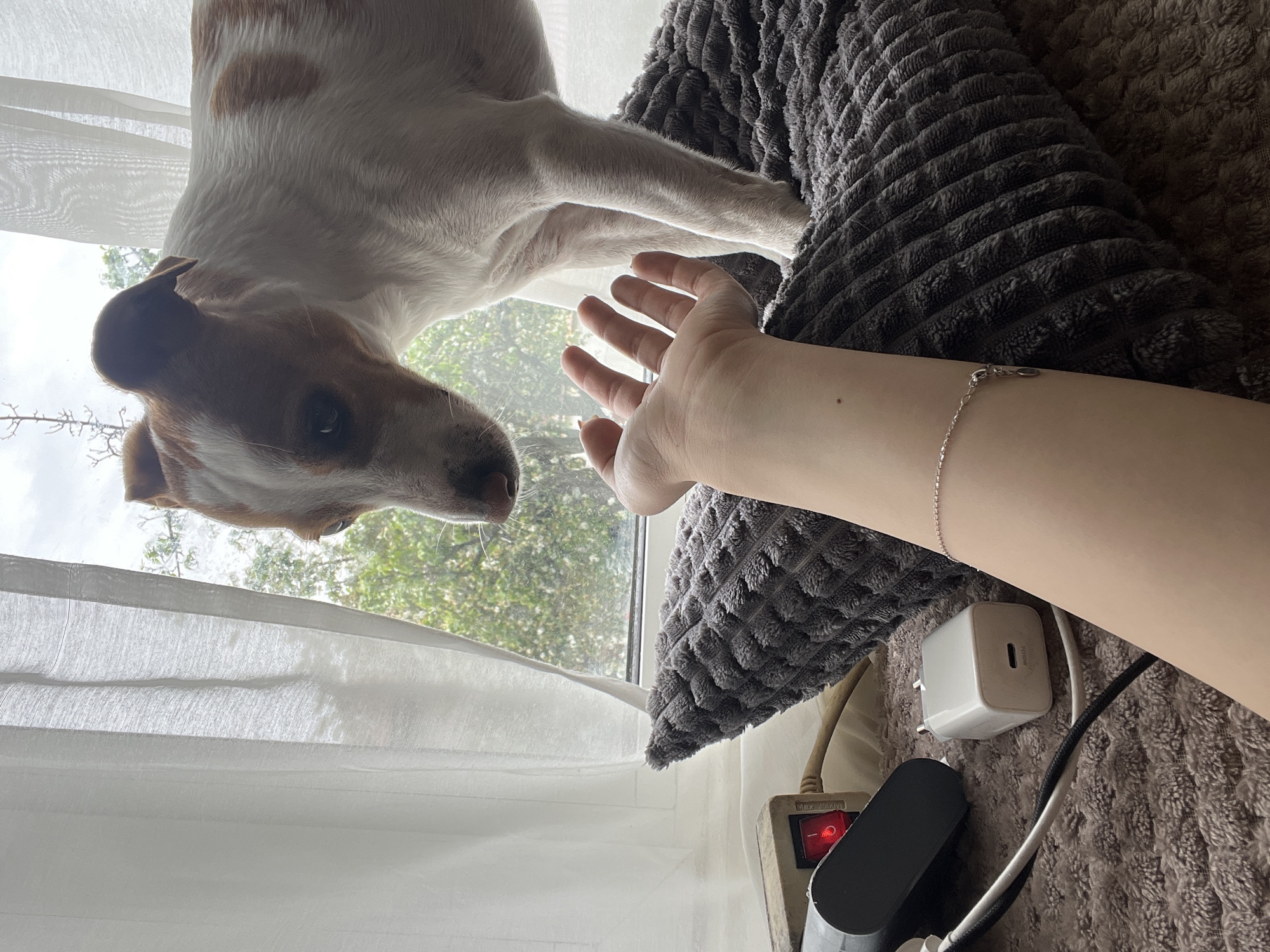 A low-angle, indoor shot shows a Jack Russell Terrier looking down toward a person's hand. The dog's coat is white with brown spots. The person's hand is reaching up toward the dog. The background includes a window with sheer white curtains, and a view of trees and sky. A gray textured cushion is to the side of the hand. An extension cord, adapter, charger, and cables are near the cushion.