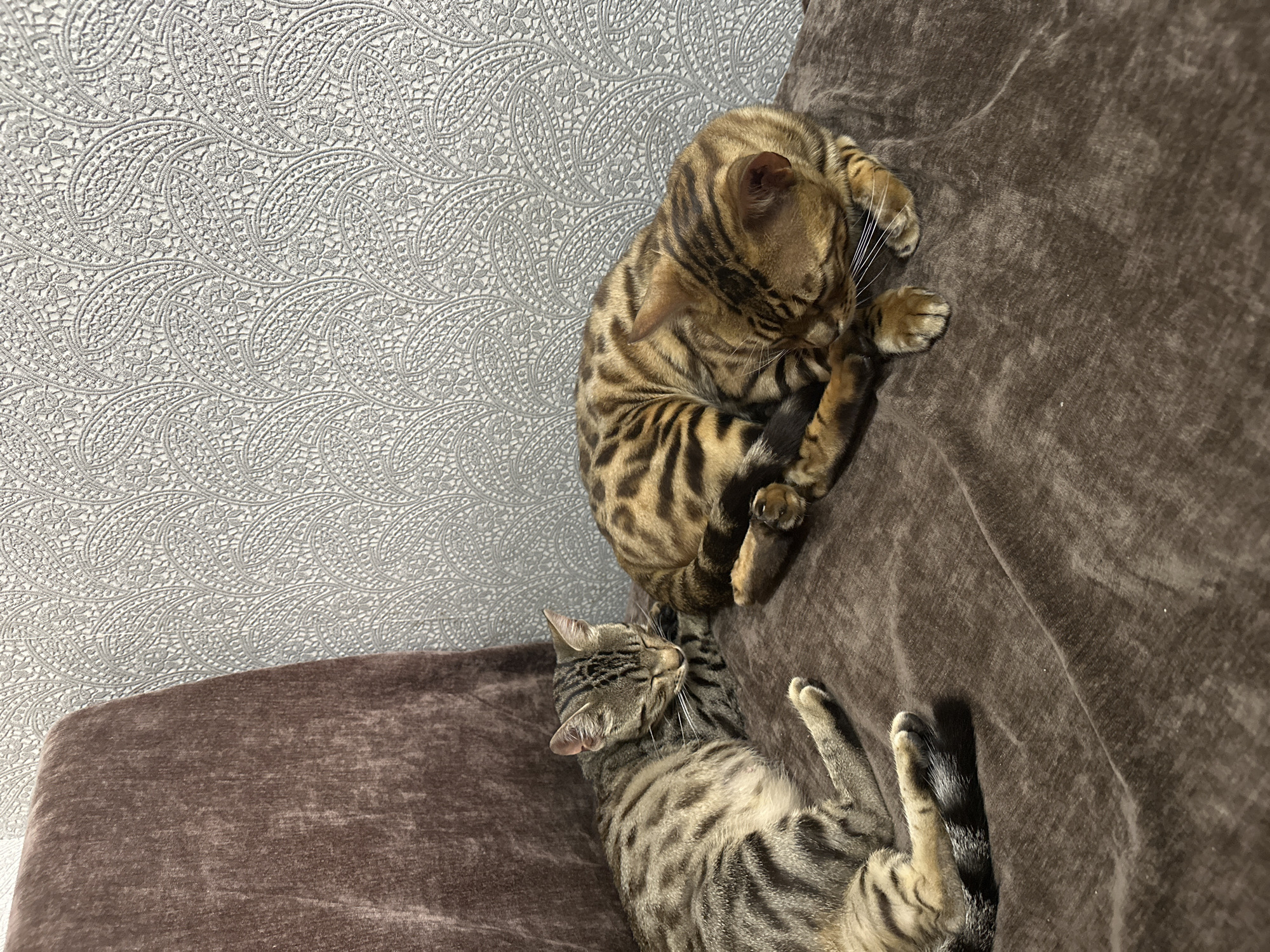 Two cats are sleeping on a brown velvet couch. One cat is a tabby with black stripes and the other is a Bengal cat with distinctive rosettes. The couch is placed in front of a wall with ornate paisley-patterned wallpaper. The scene suggests a comfortable domestic setting. There is no indication of the location being Linevo, Russia.