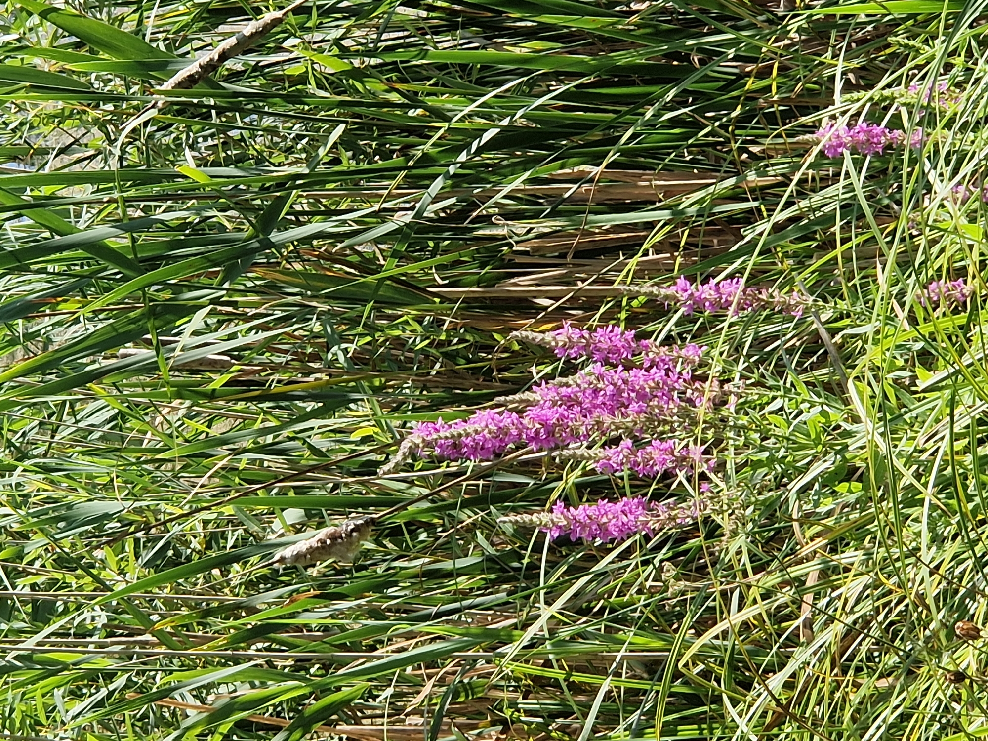The image shows a close-up of tall green reeds with several spikes of purple flowers in the foreground. The reeds are densely packed, creating a wall of green. Some of the reeds have dried out and are brown. The flowers are vibrant and stand out against the green background. The lighting suggests it is daytime, with sunlight dappling through the reeds. The scene appears to be a natural outdoor environment, possibly a marsh or a riverside. There are no people or man-made objects visible in the image. The image is taken from a low angle, looking up into the reeds and flowers.
