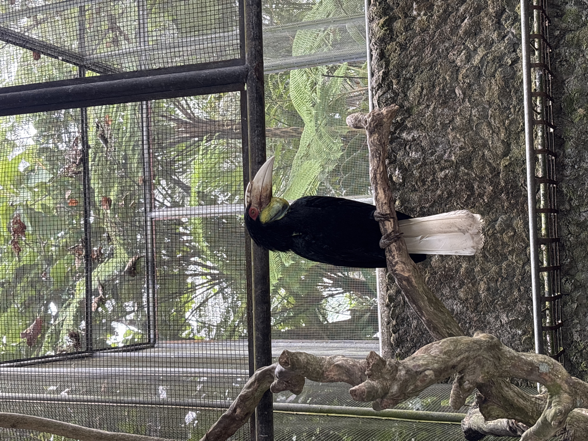 A black hornbill with a large, pale beak and red eye markings is perched on a thick, rough-barked branch. The bird's body is predominantly black, with a patch of yellow on its cheek and a white tail that hangs down. It is positioned in the center of the frame, facing left. The background consists of a wire enclosure, through which lush green foliage and trees are visible. A textured, moss-covered wall runs horizontally behind the branch. The scene is enclosed within what appears to be an aviary in a zoo or wildlife sanctuary, possibly located in or near Baturiti, Indonesia, given the tropical vegetation.