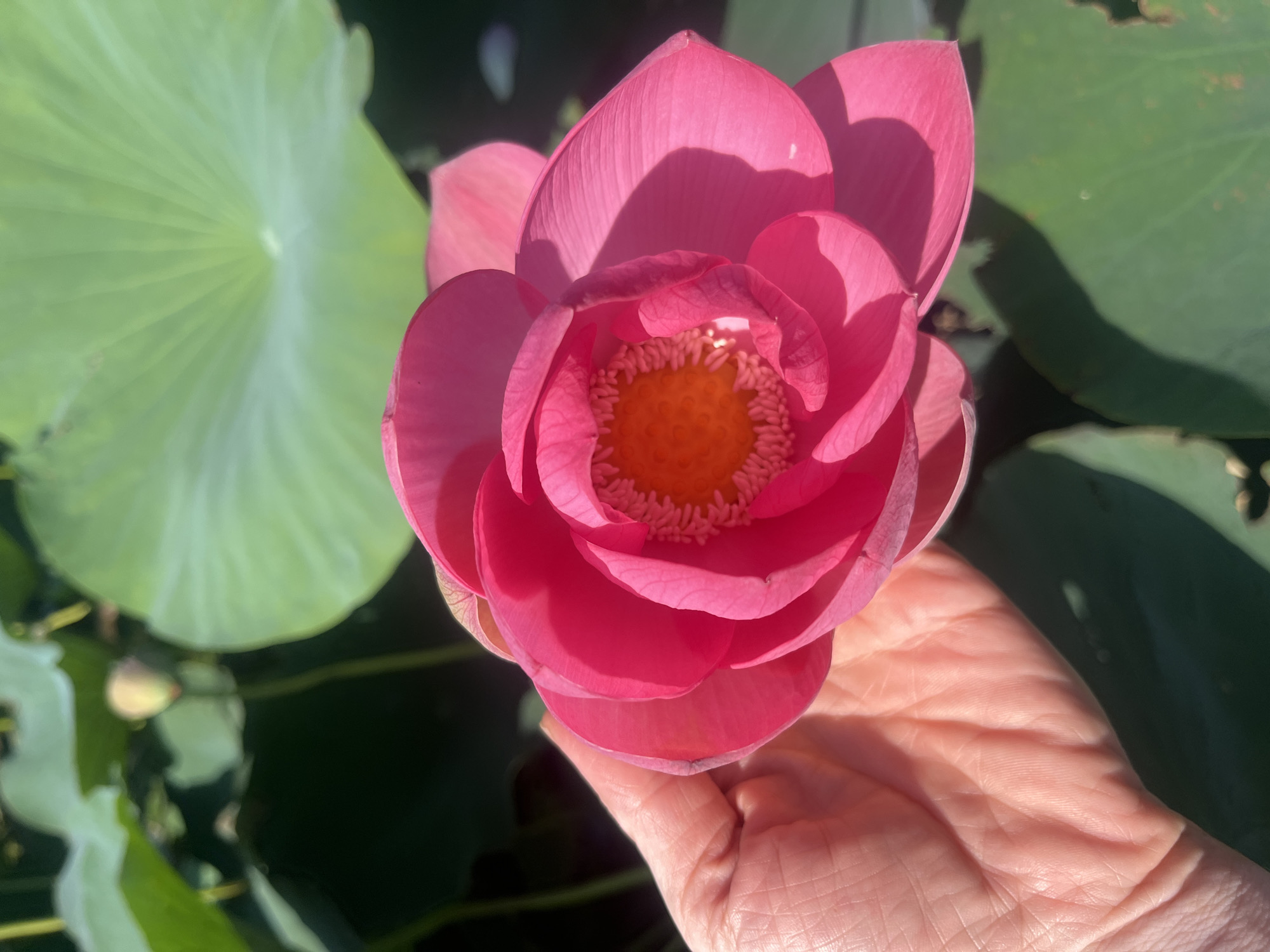 In Golubitskaya, Russia, a hand gently cradles a vibrant pink lotus flower. The flower's petals are unfurling, revealing a bright yellow center. The background is a lush display of green lotus leaves and a hint of a lotus bud. The sunlight casts shadows, highlighting the textures of the petals and the hand.