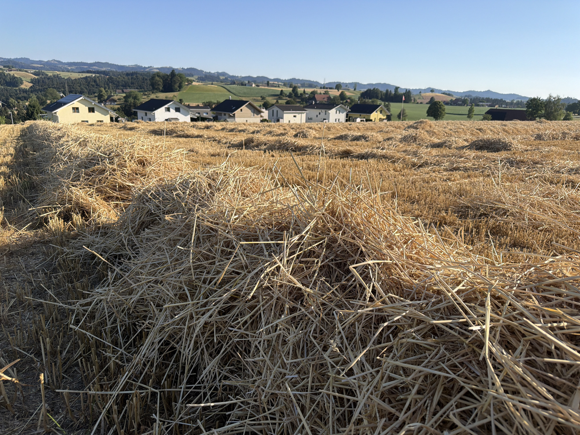 This is a wide, horizontal, eye-level shot of a harvested wheat field in Ufhusen, Switzerland. In the foreground, a large pile of dried straw is visible, taking up roughly the bottom third of the image and extending into the distance. The straw is light brown and appears dry and brittle. In the mid-ground, a row of modern houses is situated on a slight incline, with a backdrop of rolling green hills and trees. The sky is a clear, pale blue with no clouds. The lighting suggests it is early morning or late afternoon, with the sun casting long shadows. The environment is rural and agricultural, with a clear indication of a recent harvest.