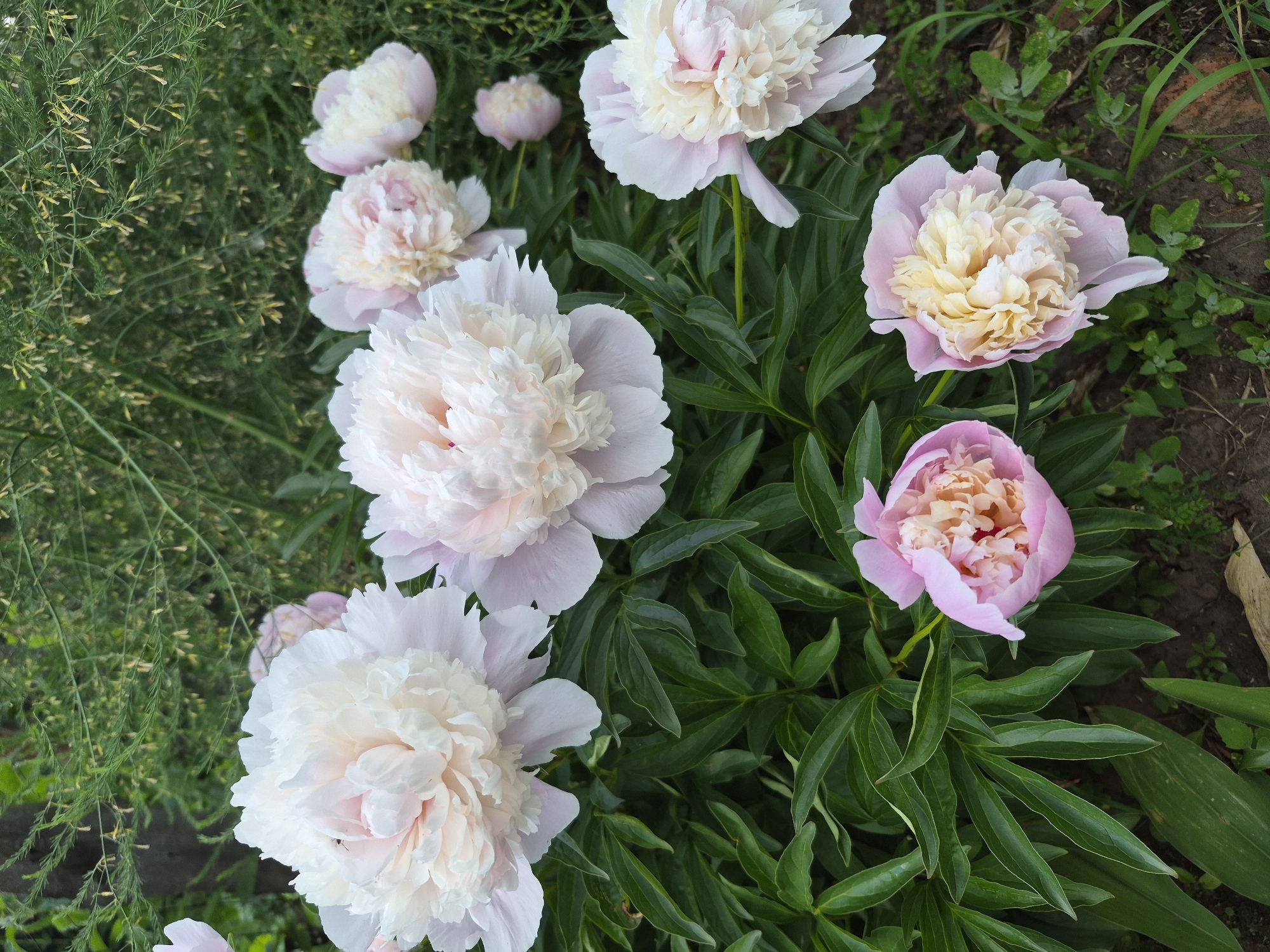 This is a close-up, eye-level, natural light photograph of a cluster of pale pink and white peonies in full bloom. The peonies are the primary subject, with several large, fully opened flowers dominating the frame, and a few smaller, partially opened buds visible. The flowers have delicate, ruffled petals that transition from a pale pink at the tips to a creamy white towards the center. The leaves of the peony plants are a deep, rich green, providing a lush backdrop. In the upper portion of the image, out-of-focus green foliage with small yellow blossoms can be seen, suggesting a garden setting. The ground beneath the flowers is a mix of dark soil and some sparse green weeds and dried plant matter. The overall impression is one of abundant floral beauty in a natural outdoor environment. The location is identified as Kharnavy, Russia.