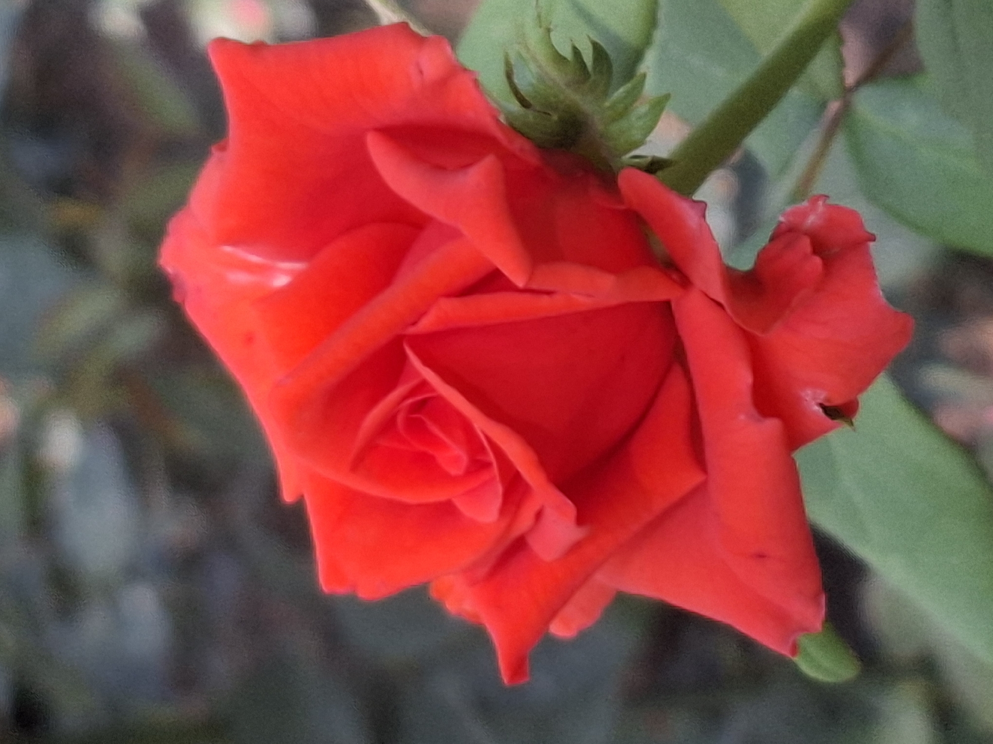A close-up, shallow depth-of-field photograph captures a vibrant red rose in full bloom. The rose's petals are tightly furled in the center, gradually opening outwards, with soft, velvety textures visible. The background is a blurred, dark, and muted green, suggesting foliage. A single green stem and a few leaves are partially visible at the bottom and right side of the frame. The image lacks any elements that would indicate a specific location within the city of Almaty, Kazakhstan, or any signs of human presence or activity.