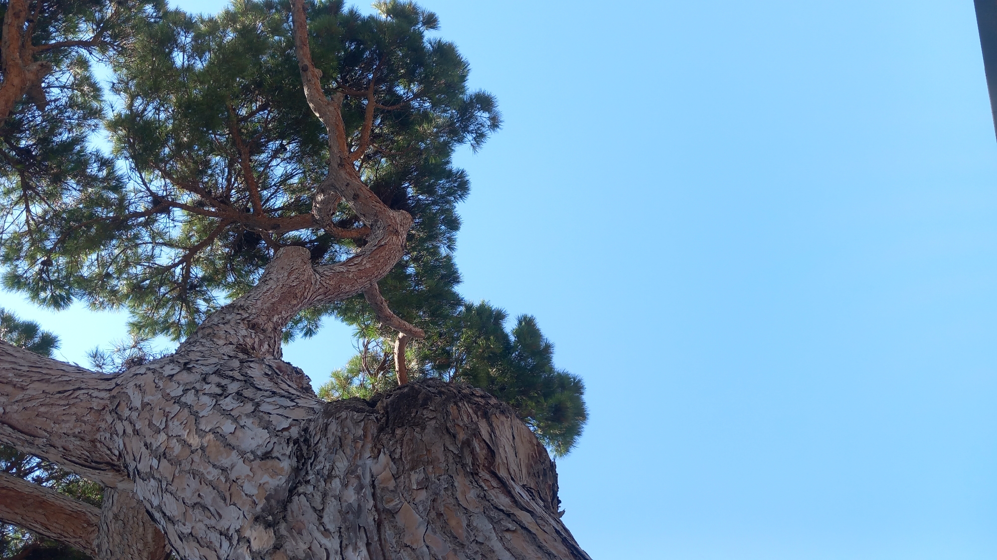 A close-up, low-angle view captures a portion of a large pine tree against a clear blue sky. The textured, rough bark of the tree trunk is prominent on the left, with its prominent, gnarled branches extending upwards and to the right. Lush green pine needles form a dense canopy on the upper right side of the image. The bright sunlight suggests it is daytime. This image was taken in Kos, Greece.