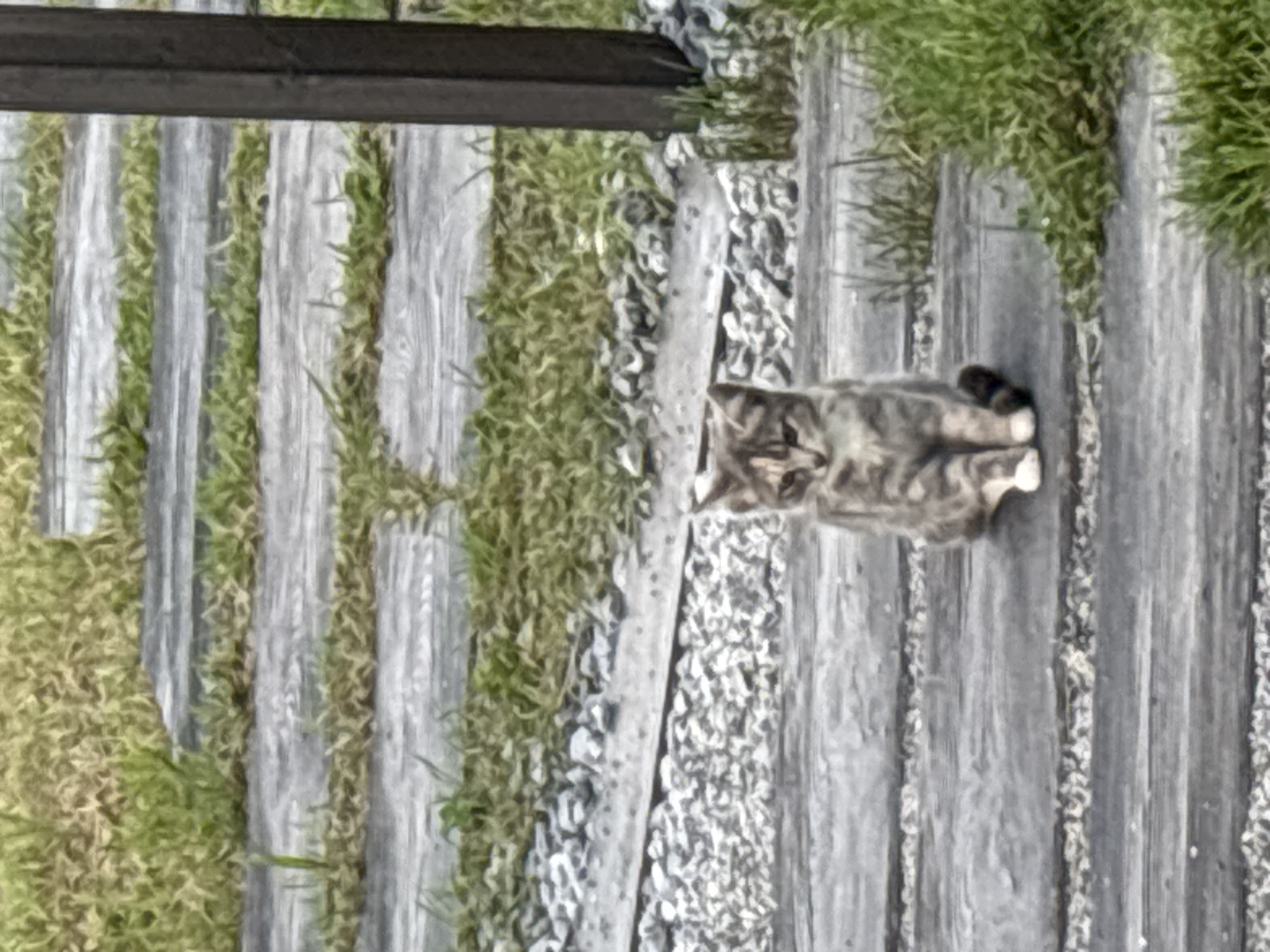 A calico kitten sits on a wooden walkway lined with grass and gravel. The kitten is facing forward, with its front paws tucked beneath it. The walkway appears to be in an outdoor setting, possibly a garden or park. The background consists of blurred green grass and a dark vertical post on the right side of the image. The scene suggests a peaceful, natural environment. The image was taken in Zvenigorod, Russia.