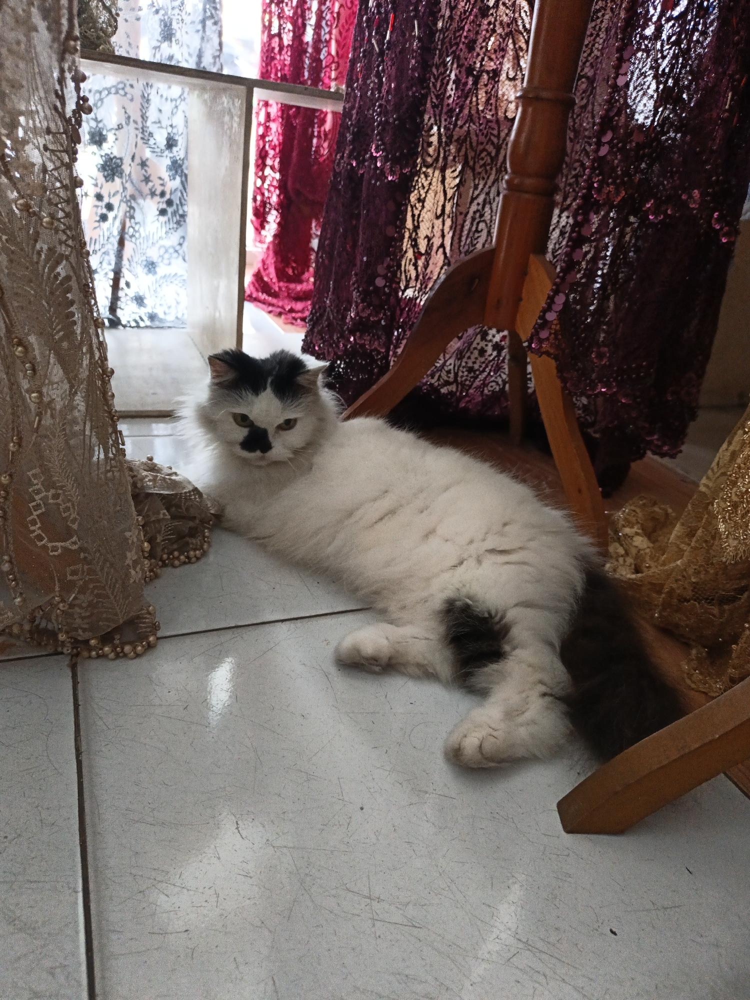 A medium shot captures a long-haired cat with white and black fur lying on a white tiled floor. The cat is positioned on its side, facing the viewer, with its head slightly turned. A black patch is visible on its forehead, and another irregular black marking adorns its nose. Its tail, which is predominantly dark brown or black, extends to the right.
The background is characterized by a window with ornate curtains. On the left, a cream-colored curtain with intricate beadwork drapes down, partially obscuring the view. To the right of this, a lighter-colored sheer curtain with a floral pattern is visible. Further to the right, two panels of deep purple, sequined fabric hang prominently, with the light catching the sequins. A section of a wooden chair or stand is visible between these panels.
The lighting appears to be natural, coming from the window, creating subtle shadows and highlights on the cat and the floor. The tiled floor shows some minor scuff marks. The overall scene suggests an indoor setting, possibly a room with decorative elements. The exact location in Karangpakel, Indonesia, cannot be determined from the image alone.