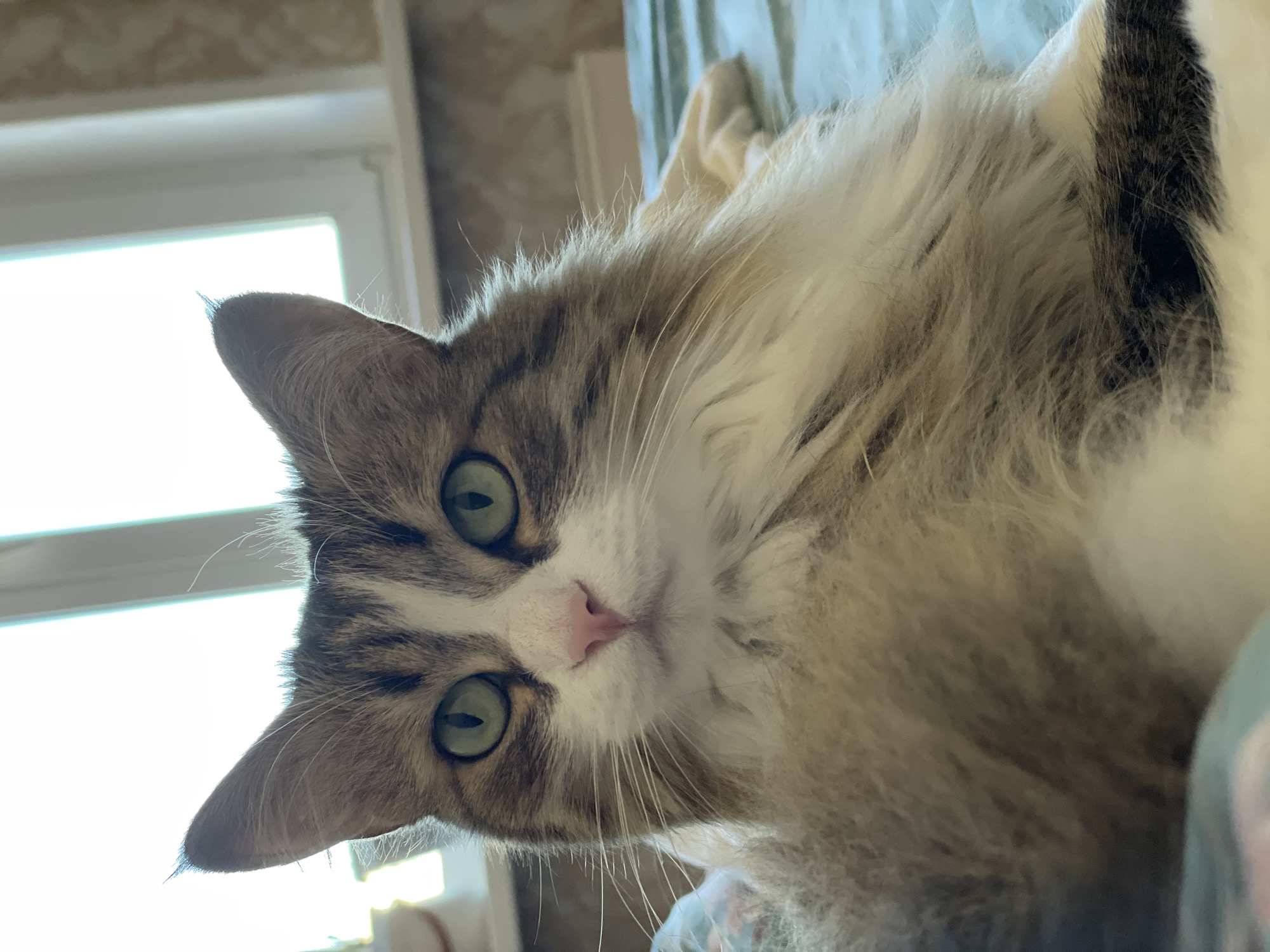 A close-up, slightly angled shot captures a long-haired cat with green eyes and a pink nose. The cat has a white face with grey and brown markings. The background shows a window with bright daylight streaming through. The cat is lying on a bed with light-colored bedding. The location is not discernible from the given information.