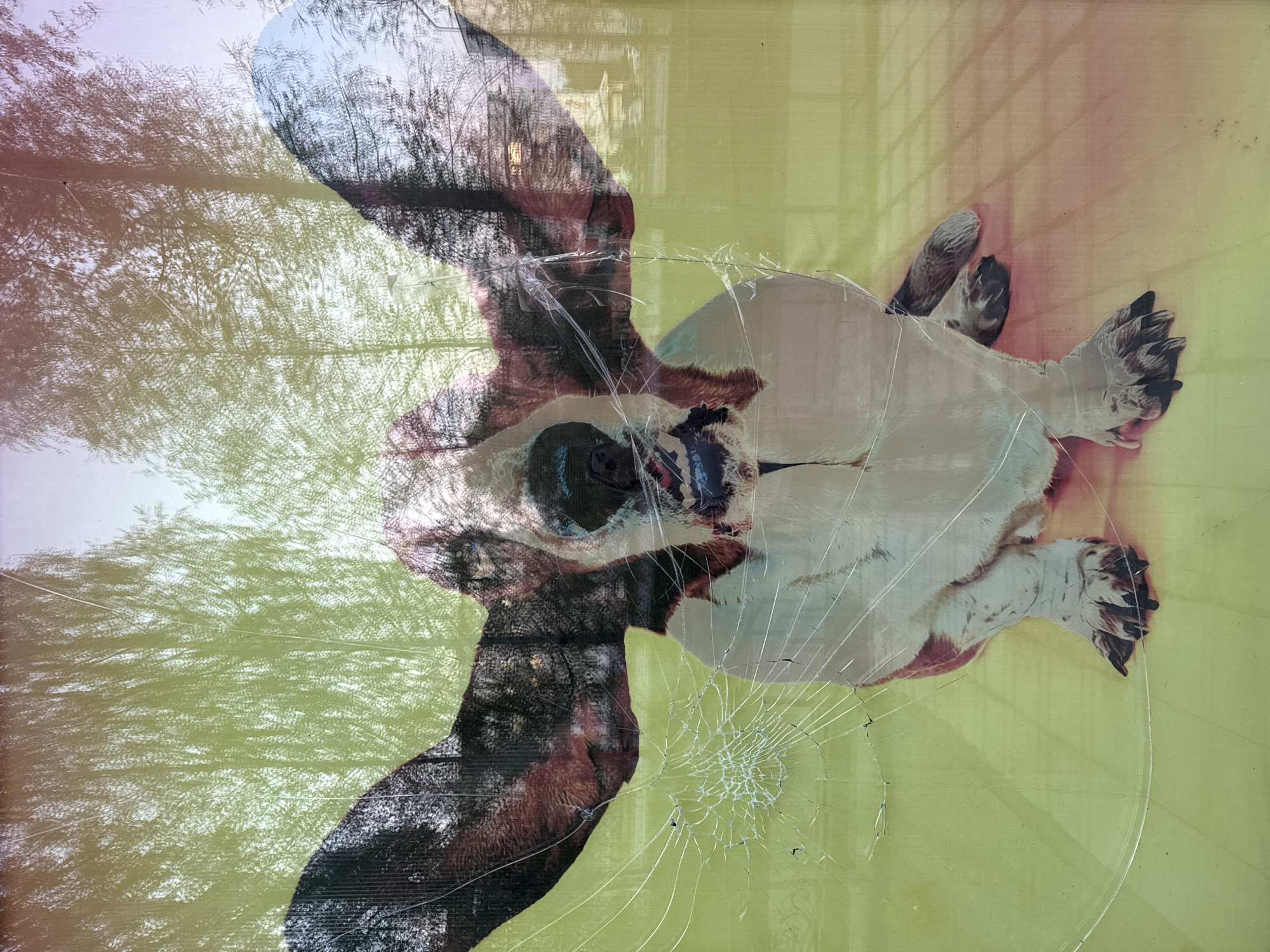 The image shows a dead bird, possibly a barn owl, stuck to a window. The bird is positioned upside down with its wings spread. The head is heavily damaged, with visible blood and a cracked beak. The window is also cracked, with a radial pattern emanating from the point of impact. A reflection of trees is visible on the window's surface, creating a double exposure effect. The background visible through the window is a faded yellow-green color. The location is Chaikovsky, Russia.