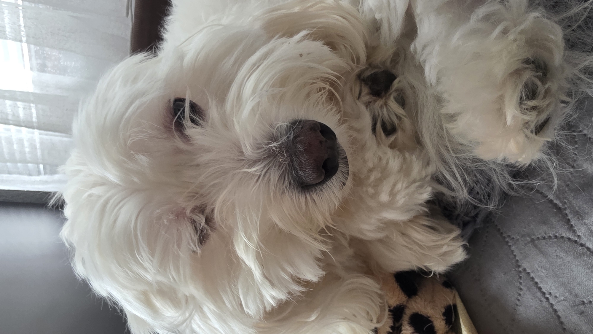 The image shows a close-up of a white, long-haired dog, possibly a Maltese or similar breed, lying down. The dog's head is in the center of the frame, with its black nose prominent. The dog's eyes are barely visible beneath the fur. The dog is lying on a grey, quilted blanket with a small amount of animal print fabric below it. The location, Blagoevgrad, Bulgaria, cannot be verified from the visual information.
