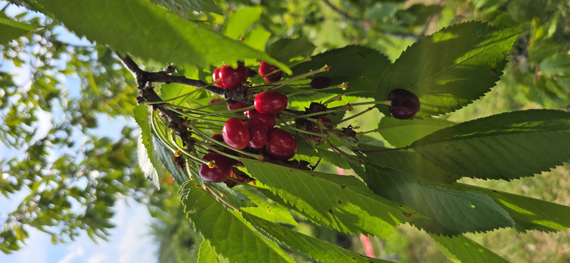 A cluster of ripe red cherries hangs from a dark branch of a cherry tree, surrounded by vibrant green leaves. The cherries are a deep red, with some appearing almost black, and are attached to thin green stems. Sunlight dapples through the leaves, casting shadows on the fruit and foliage. The background is a blur of green foliage and a bright blue sky, suggesting an outdoor setting on a sunny day. The image is a close-up shot, focusing on the detail and texture of the cherries and leaves. The overall impression is one of natural beauty and the abundance of a fruitful harvest. The location is Unknown, Unknown.