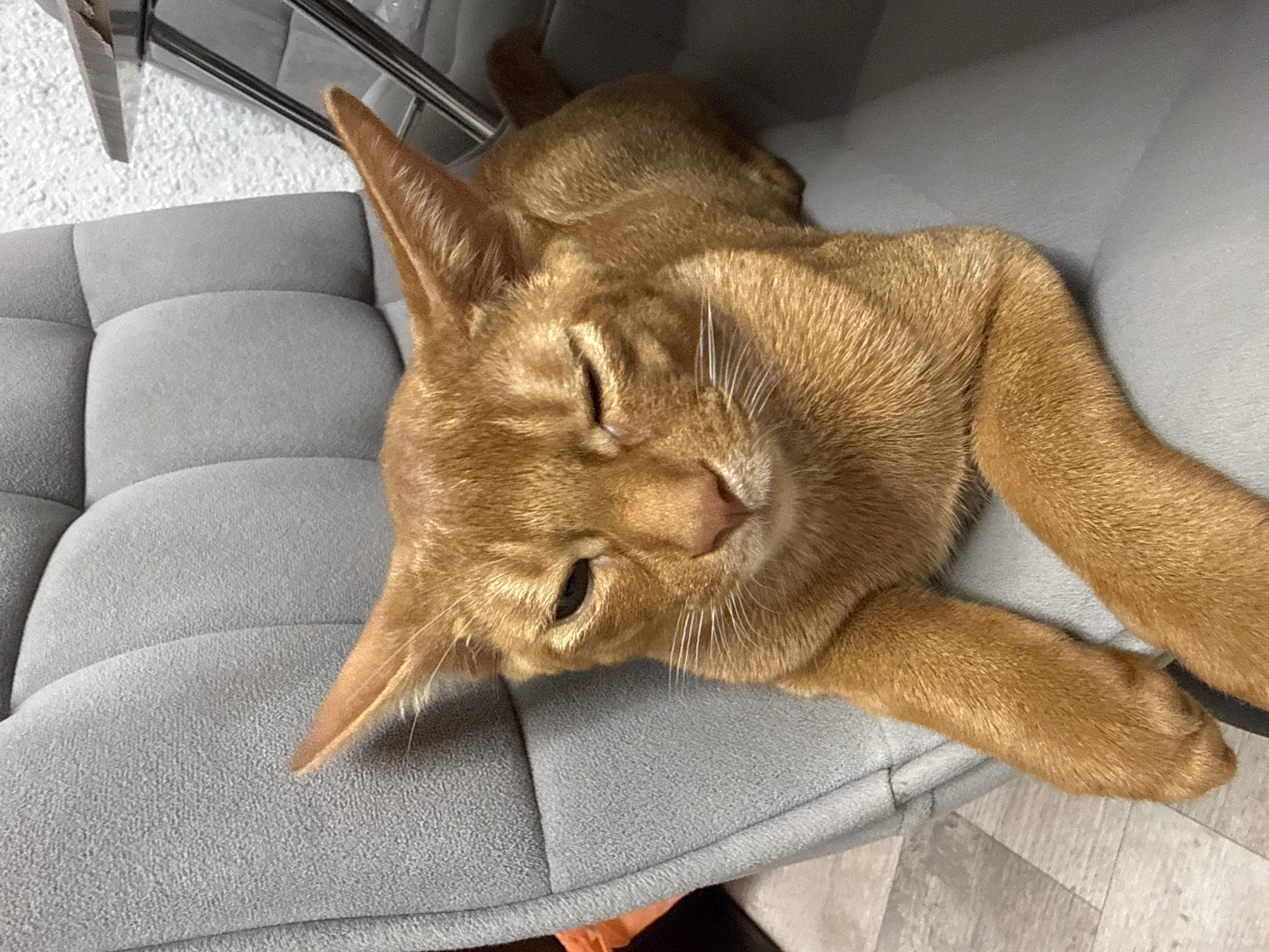 A ginger cat is sitting on a gray upholstered chair. The cat is looking towards the camera with one eye squinted. The cat has large ears and a long tail. The chair has a quilted pattern. The background is blurred and appears to be a room with a textured wall. There is a table or shelf visible in the upper right corner. The flooring is visible in the lower left corner and appears to be wood. No specific location in Stary Oskol, Russia can be determined from the image.