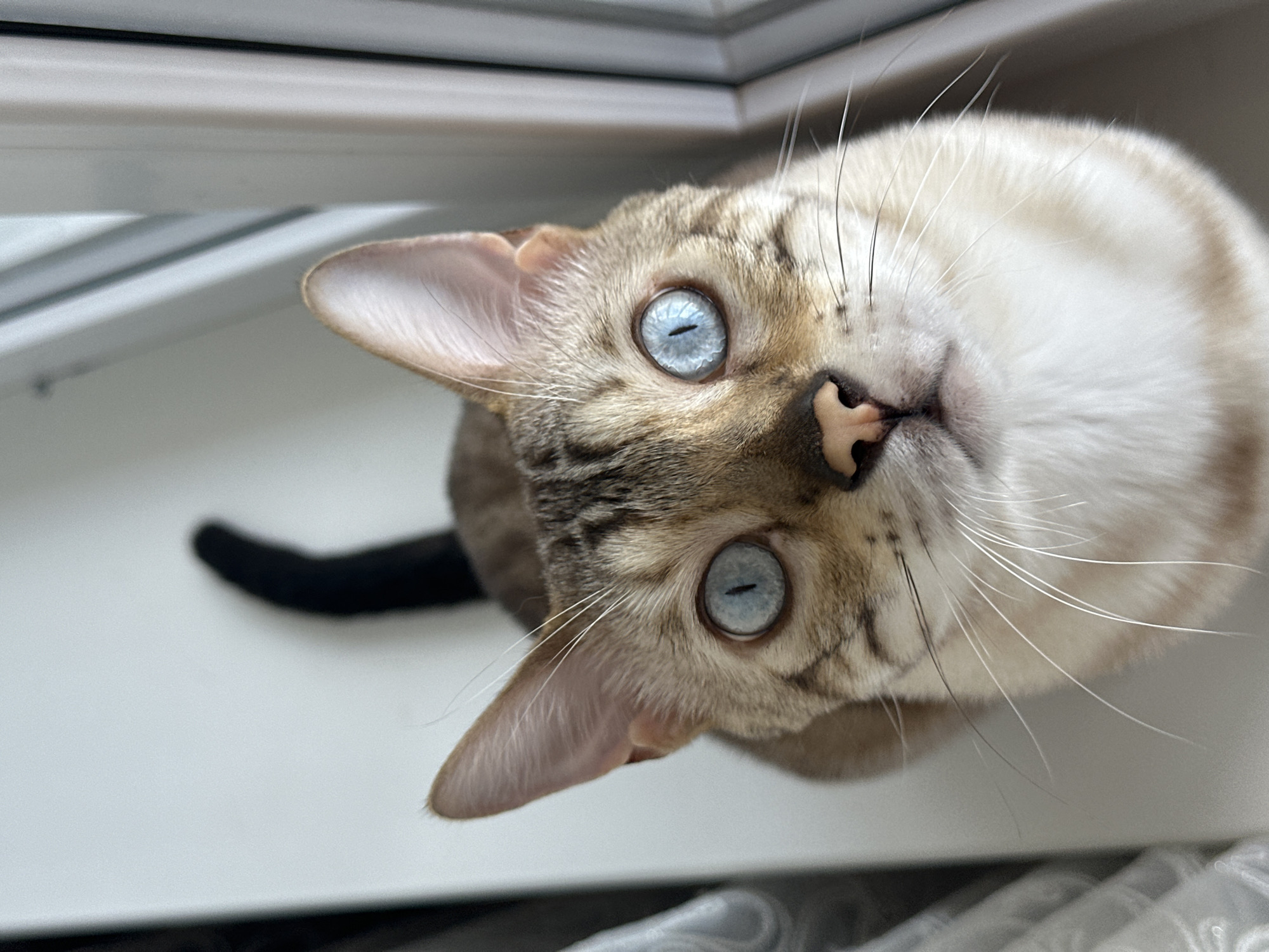 A close-up shot shows a Bengal cat with striking blue eyes looking up at the camera. The cat has tan fur with characteristic dark spots and stripes. Its long white whiskers fan out from its face. The cat is positioned near a window, with a blurred background that includes vertical blinds. The overall setting appears to be indoors, possibly on a windowsill.