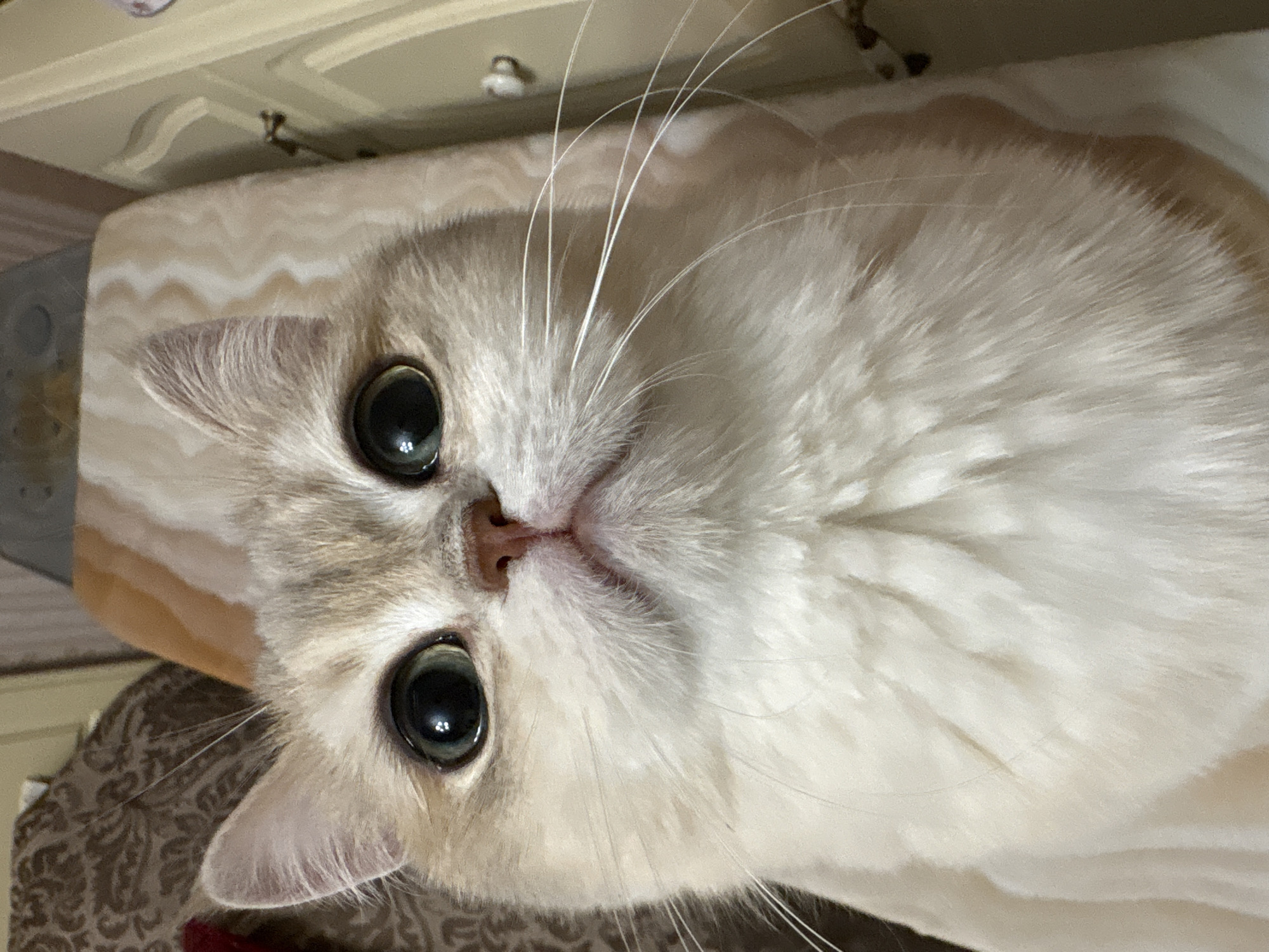 A close-up, angled shot features a cat's face, emphasizing its large, dark eyes, pink nose, and white fur. Long whiskers extend from the muzzle. The cat is resting on what appears to be a patterned surface. The background is blurred and indistinct, suggesting an interior setting. The location is not identifiable as Chaikovsky, Russia, based on the visual information provided.