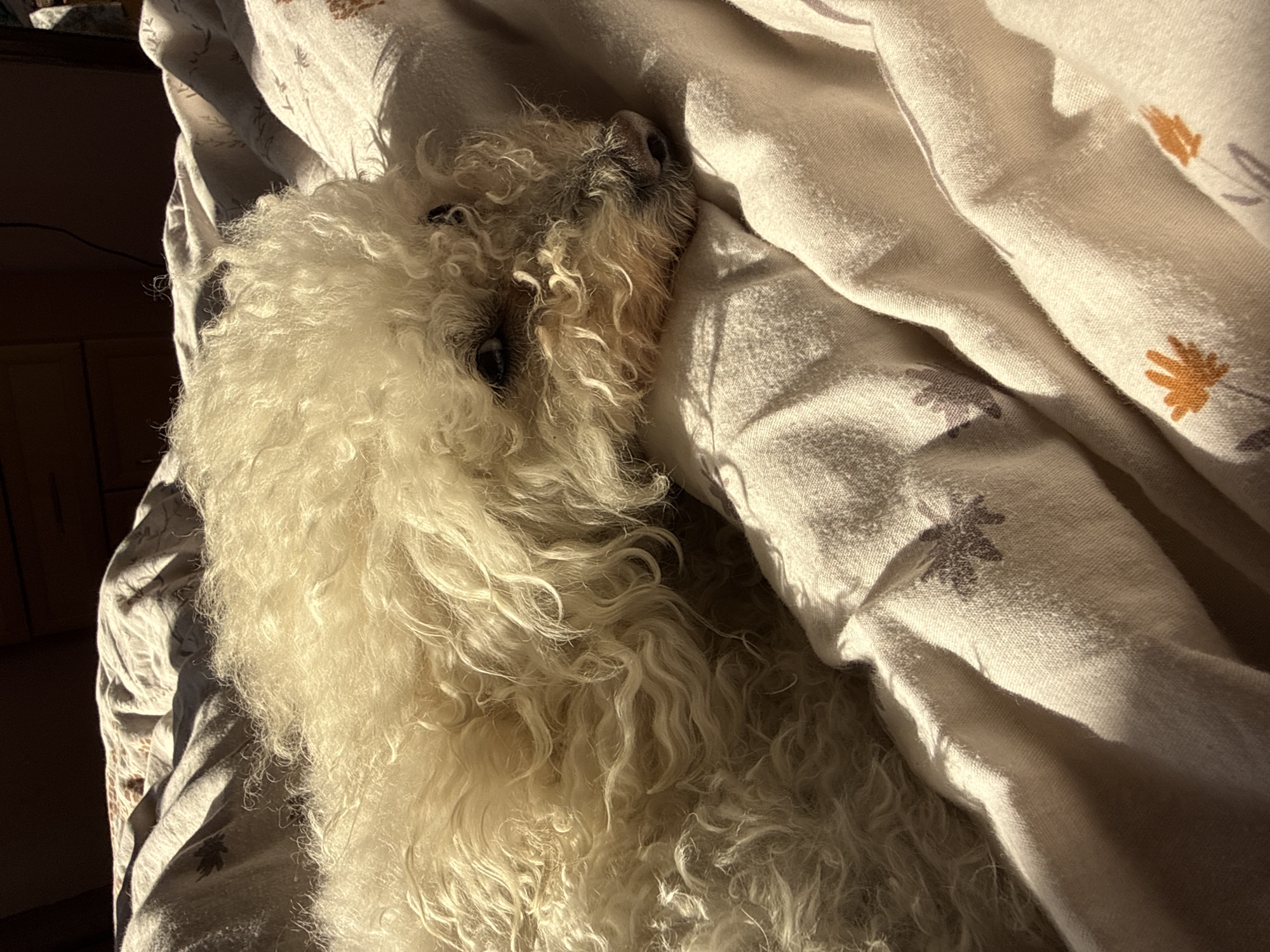A small, white, curly-haired dog is lying on a patterned bedspread in a brightly lit room. The bedspread is a light color with floral designs. The dog's head is resting on a part of the bedspread that is folded. The lighting suggests a sunny day. The location in the city of Yerevan, Armenia, cannot be determined from the image.