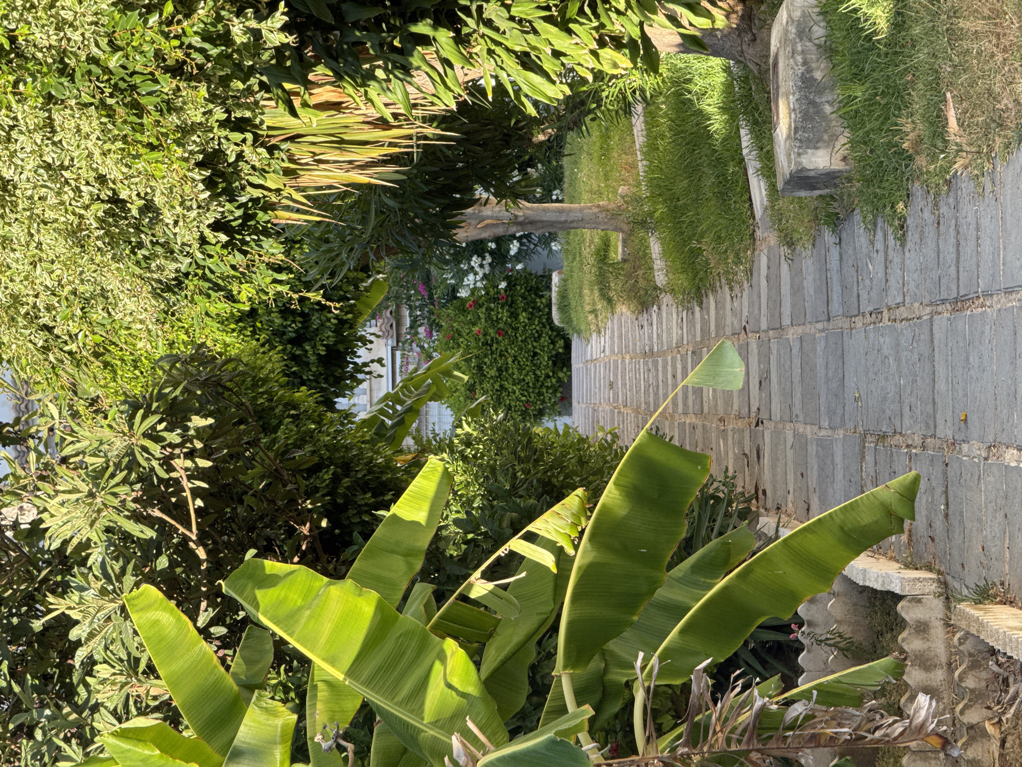 An outdoor pathway composed of grey, rectangular concrete slabs leads upwards and curves slightly to the right, disappearing into a lush green environment. The path is flanked by vibrant green grass and an assortment of trees and foliage. On the left side of the pathway, large, bright green banana leaves dominate the foreground, with their broad surfaces catching the sunlight. Further up the path, to the right, a bare tree trunk stands amidst dense green foliage. In the background, a white building with windows and red-tiled roofing is visible, partially obscured by flowering bushes bearing red and white blossoms. The scene suggests a tranquil garden or park area. The image does not contain any people or discernible actions. Based on the visual cues of abundant Mediterranean vegetation, a building style common in coastal Spain, and the presence of tropical plants like banana trees, this scene is likely located in the city of Torrevieja, Spain, potentially within a private garden, a park, or a residential area characterized by its warm climate and well-maintained greenery.