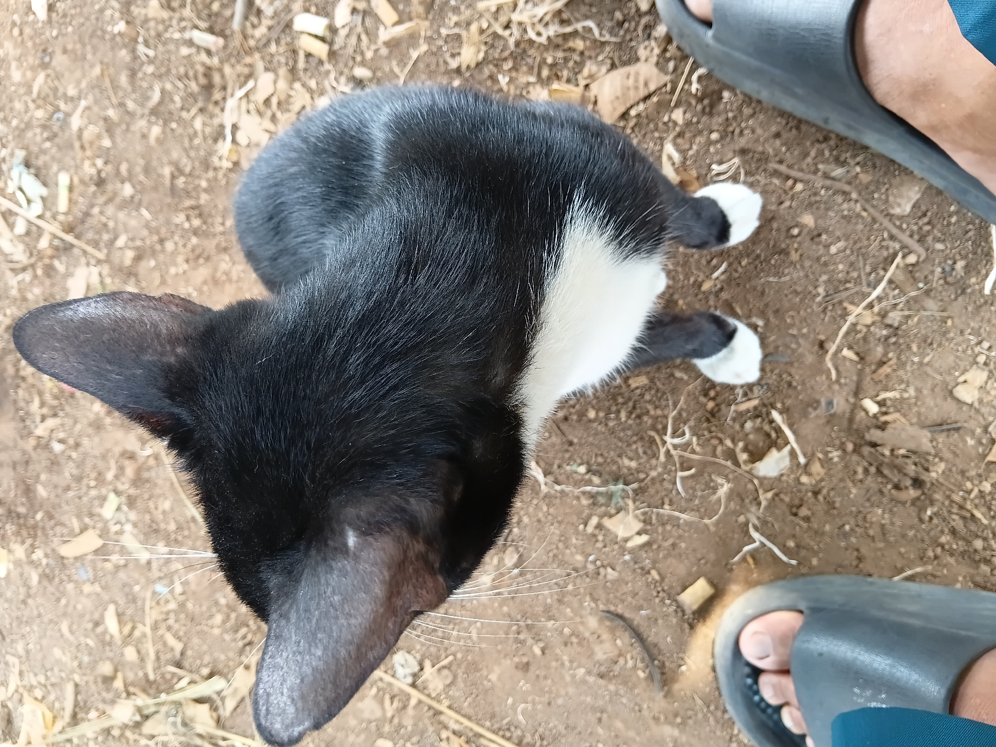 A black and white cat is standing on dirt ground, looking up. The cat has white paws and a white chest. Two feet in dark gray slip-on sandals are visible in the foreground, one on the left and one on the right of the frame. The ground is covered with dirt, small stones, and dry leaves and twigs, suggesting an outdoor environment. The scene appears to be in a residential area in Bekasi, Indonesia, given the presence of sandals and the commonality of outdoor cats in such locations.