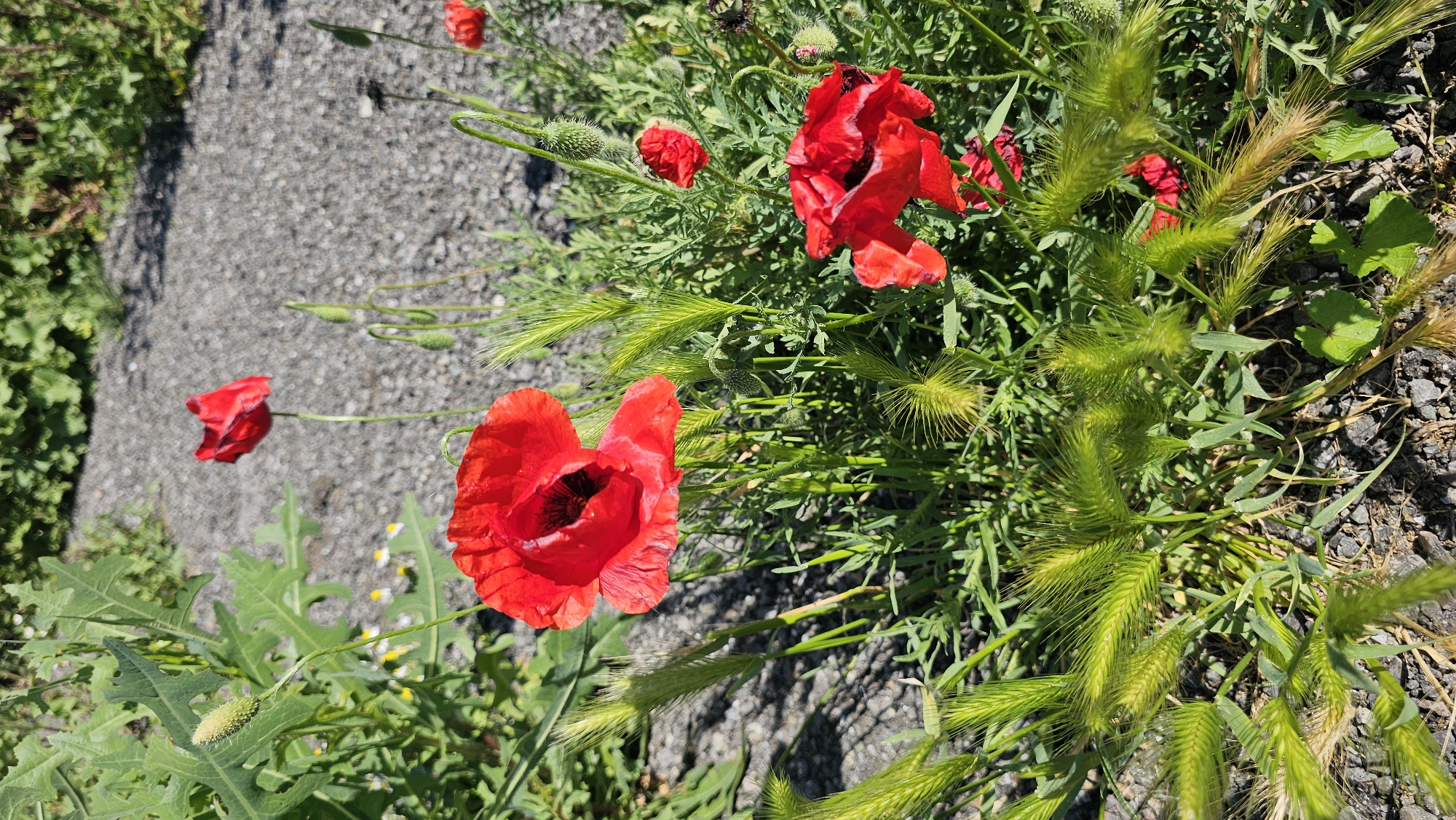 The image shows several red poppies growing along the edge of a grey gravel path in Sozopol, Bulgaria. The poppies are in various stages of bloom, with some fully open and others still budding. The path is surrounded by green grass and other vegetation. Sunlight illuminates the scene.