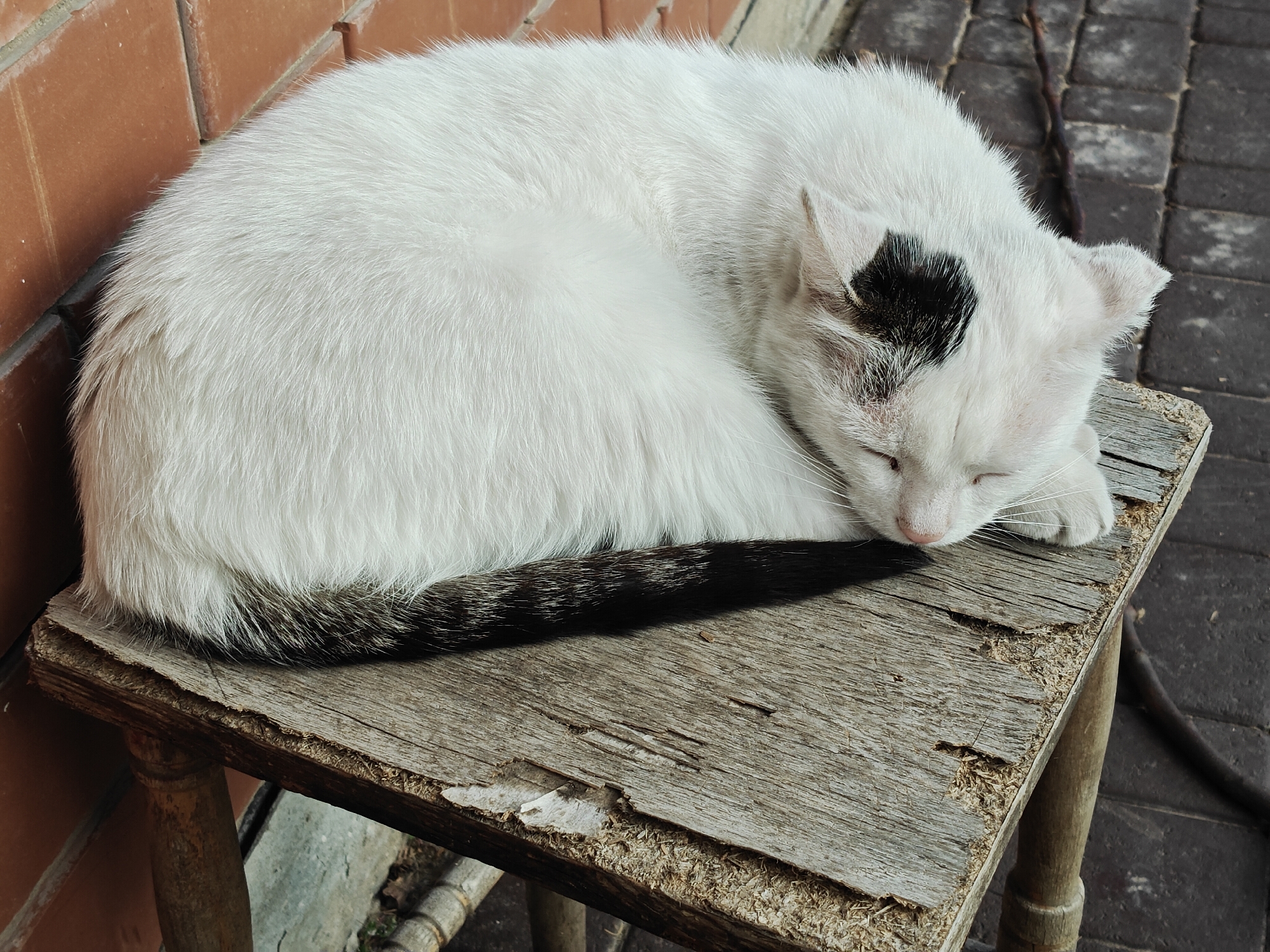 A white cat with a black spot on its head and a black and white striped tail sleeps curled up on a worn wooden stool. The stool has a rough, weathered surface with visible cracks and peeling paint, and it rests on a paved surface. Behind the stool is a brick wall. The cat appears relaxed and peaceful. The lighting suggests it could be daytime.