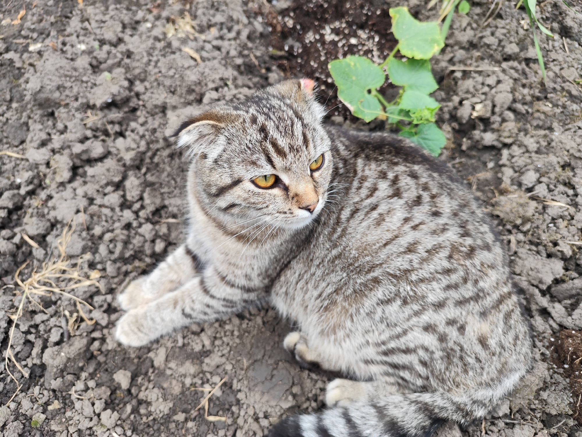 A tabby cat with folded ears and bright yellow eyes lies on dark, loose soil. The cat is facing to the right, with its body angled towards the viewer. Its fur is a mix of gray, brown, and black stripes. Green leaves from a small plant are visible in the upper right of the frame, growing out of the soil. The soil appears somewhat dry and uneven, with some small pebbles and dried plant matter scattered across it. The overall lighting suggests it is daytime, possibly overcast or in shade, as there are no harsh shadows. The cat appears alert and curious, with its ears slightly forward. The image captures a quiet moment of the cat resting outdoors in what appears to be a garden or natural area.