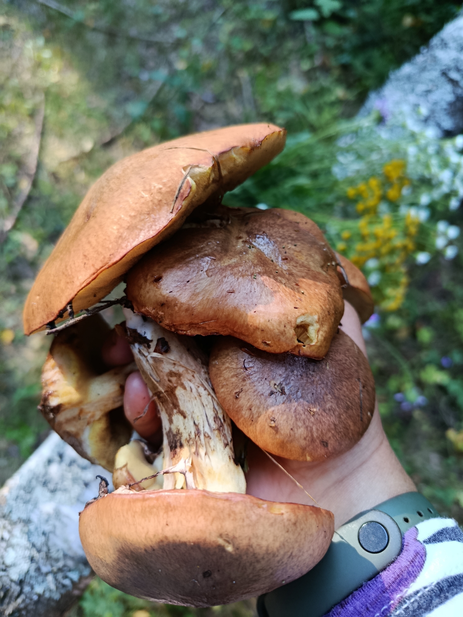 A close-up, slightly blurry shot shows a person's hand holding a cluster of brown and tan mushrooms in what appears to be a forest setting, with green foliage and some yellow and white wildflowers in the background. The person is wearing a dark green watch on their left wrist and a striped shirt with purple and white accents. The mushrooms have thick, creamy-white stems and brown caps, some of which appear slightly damaged. The image does not provide any specific visual cues to pinpoint its location within the city of Грибчиха, Russia, or any other specific urban or natural environment.