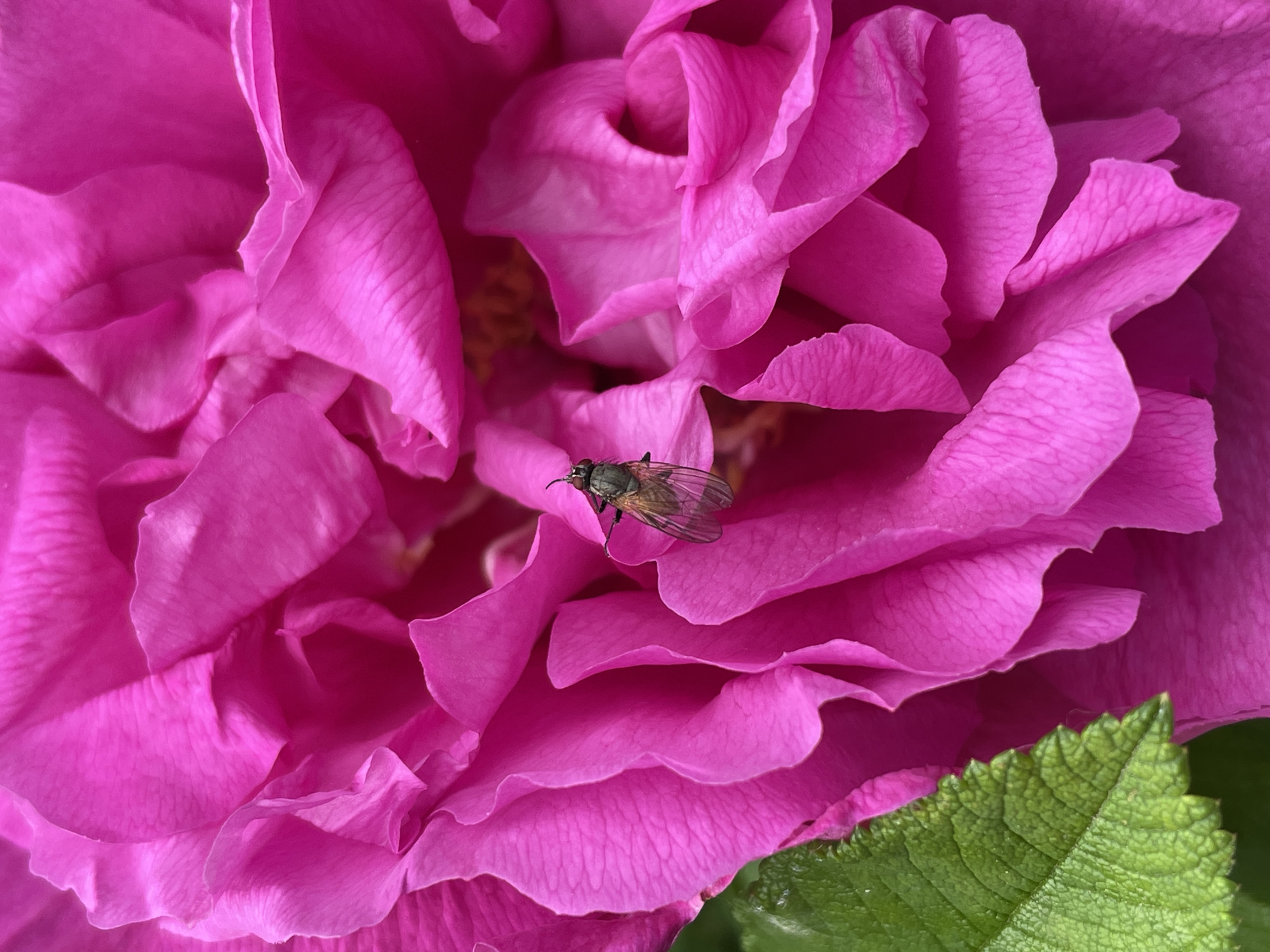 A close-up, high-angle photographic detail captures a vibrant magenta flower, likely a rose, with an insect resting on one of its petals. The flower's numerous petals, characterized by their rich fuchsia hue, intricate veining, and gently ruffled edges, fill the majority of the frame, creating a sense of depth and texture. The petals display subtle variations in shade due to light and shadow, with the innermost visible sections appearing slightly darker. A dark-bodied fly, exhibiting a metallic sheen, is positioned on a large, central petal, slightly to the right of the image's vertical axis. Its transparent wings are visible, extending outwards from its body. In the bottom-left corner, a segment of a deep green leaf with a distinct rough texture and serrated margin provides a visual contrast to the dominant pink of the flower. The scene is illuminated by what appears to be natural, soft lighting, highlighting the organic details of both the flora and fauna. No specific geographic identifiers, such as a city or country, are present within the visual content of the image.