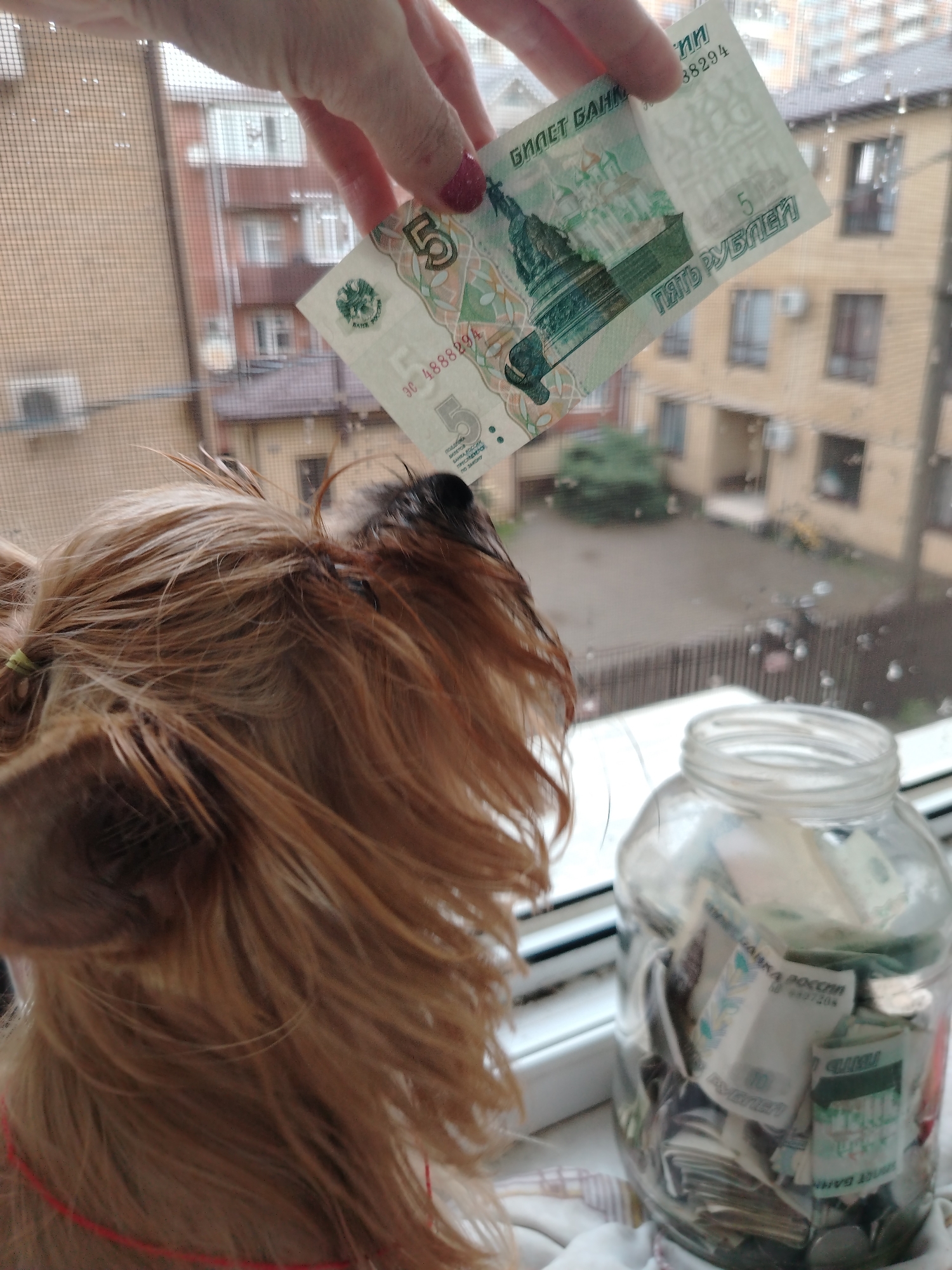 A hand with red painted fingernails holds a five-ruble banknote above a Yorkshire Terrier's head, obscuring the view of a residential building in Krasnodar, Russia. The dog faces away from the camera, looking towards a glass jar filled with banknotes and coins on a windowsill. The jar is positioned to the right of the dog, in the foreground. The windowpane is wet with raindrops, and the background shows a courtyard with a building and some greenery. The overall scene suggests a domestic setting, possibly a balcony or window area of an apartment.