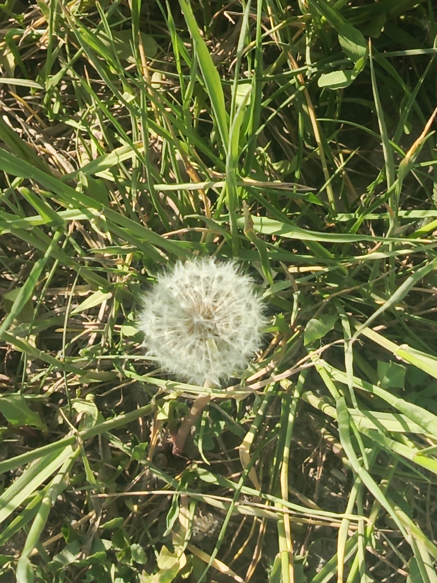 The image shows a dandelion seed head surrounded by blades of grass. The location is unknown. The dandelion is in the center of the frame. The grass surrounds the dandelion and is of varying shades of green.