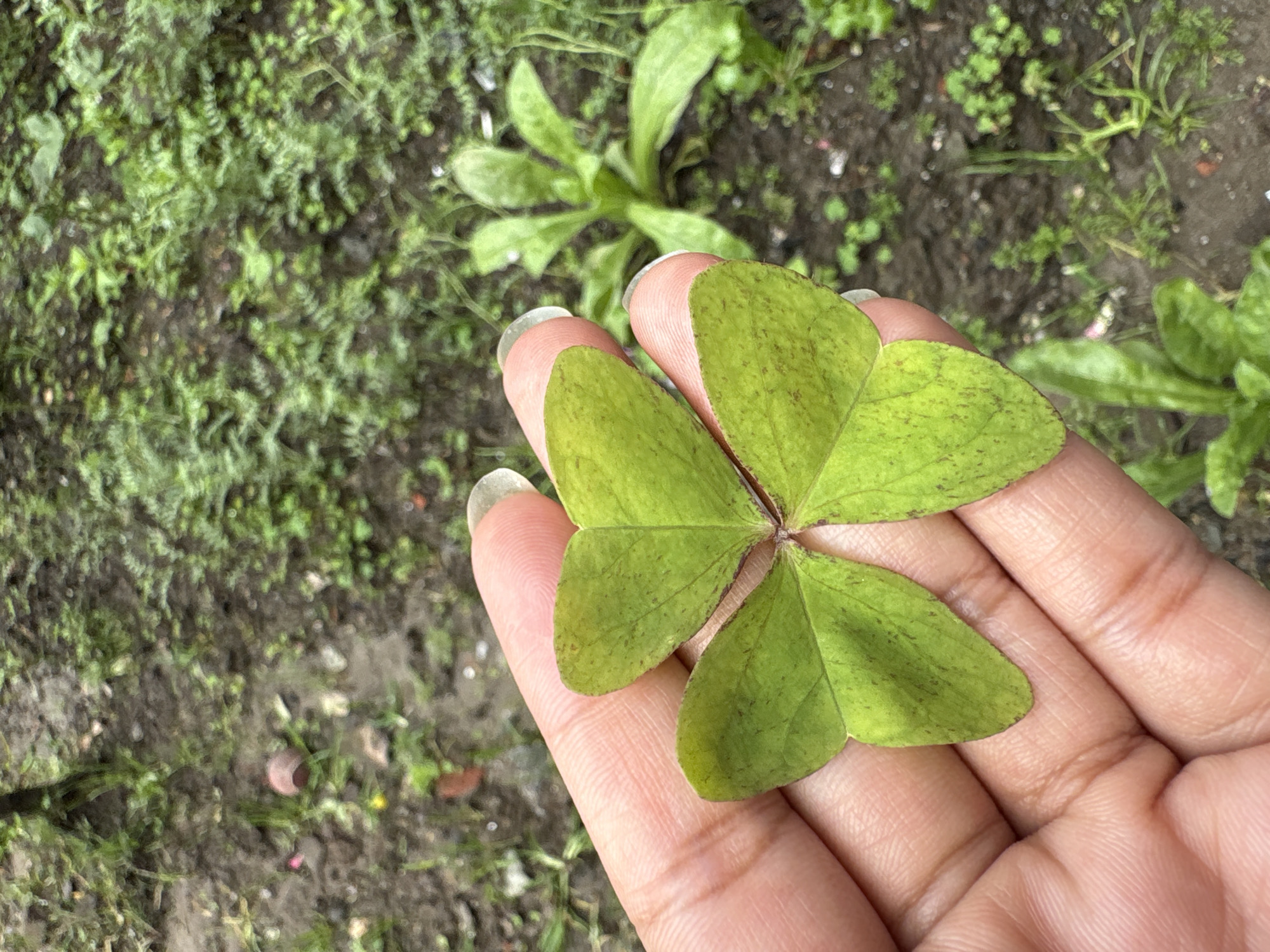 A close-up shot shows a hand holding a three-leaf clover in Patlikuhal, India. The clover leaves are vibrant green with darker speckling. The hand, with its fingernails painted with a clear polish, gently supports the delicate leaves. In the background, the damp, dark soil of Patlikuhal is visible, interspersed with patches of low-lying green vegetation. The overall scene suggests a moment of appreciation for nature, perhaps in a garden or natural area within the city.