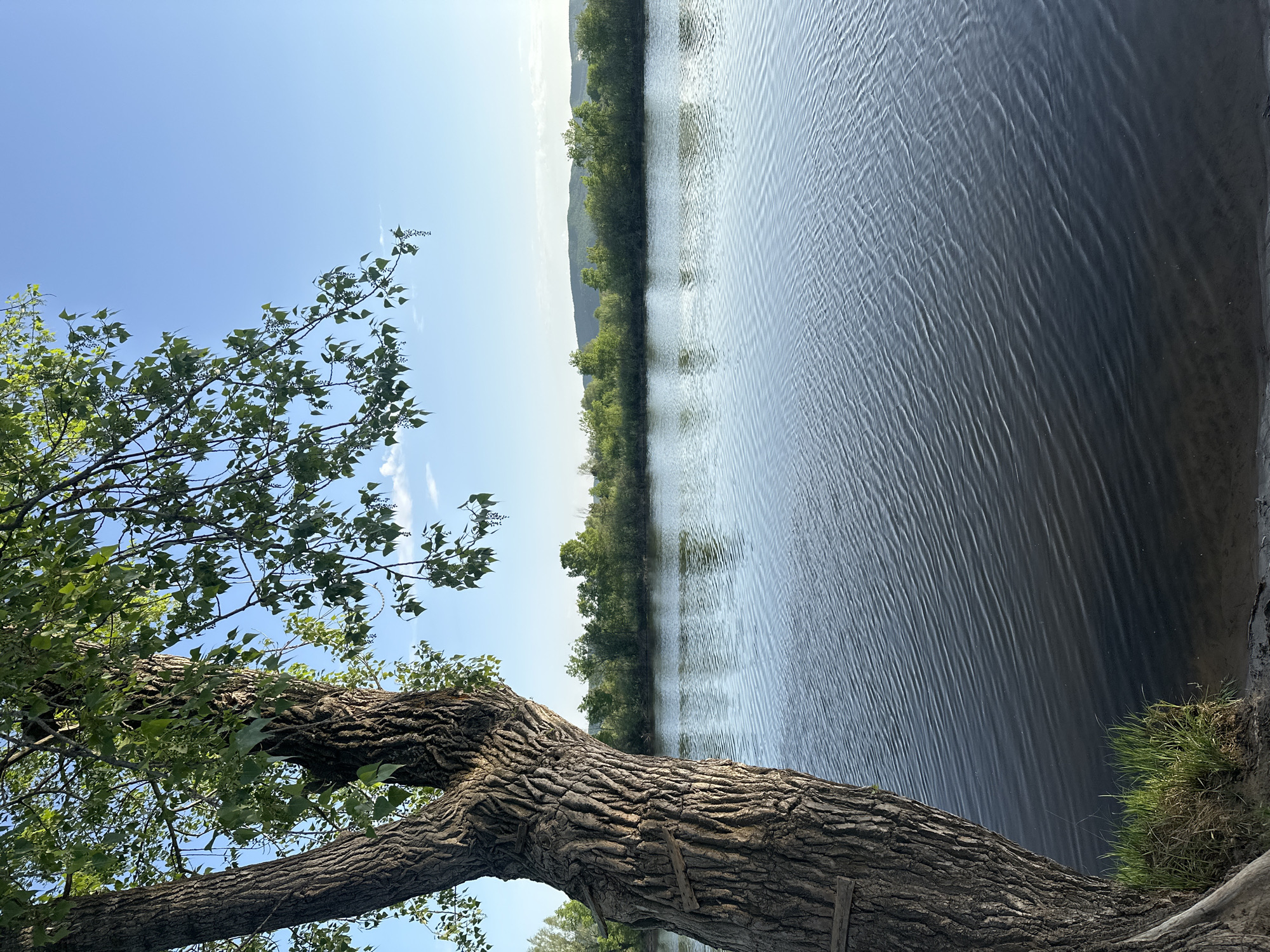 A horizontal outdoor shot depicts a body of water, possibly a river or lake, with a tree branch extending over it, with the image rotated 90 degrees counter-clockwise. The sky is a clear, light blue, and the water surface is characterized by ripples. A treeline is visible across the water. A large tree branch with a rough bark texture extends into the frame on the left side. The tree has green leaves. Grass grows along the bank of the body of water in the lower right of the image. The location is Unknown, Unknown.