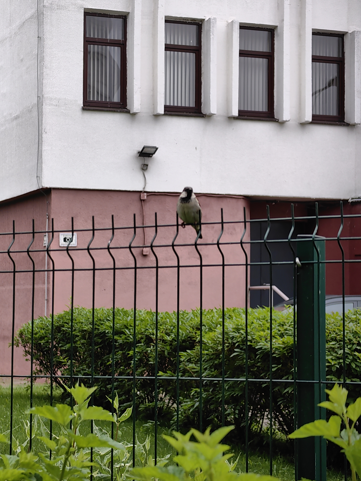 A single bird is perched on a black metal fence in front of a building with a pink lower section and a white upper section. The building has several windows with brown frames and vertical blinds. A security light is mounted on the upper white section of the building, and a small square sign with a camera icon is visible on the pink section, just behind the fence. Green bushes and grass are behind the fence, and some foreground foliage is visible in the lower part of the image. The scene appears to be outdoors, possibly in a residential or public area, given the fence and building design. The lighting suggests it is daytime. No people are visible. The text "O" is visible on the sign.