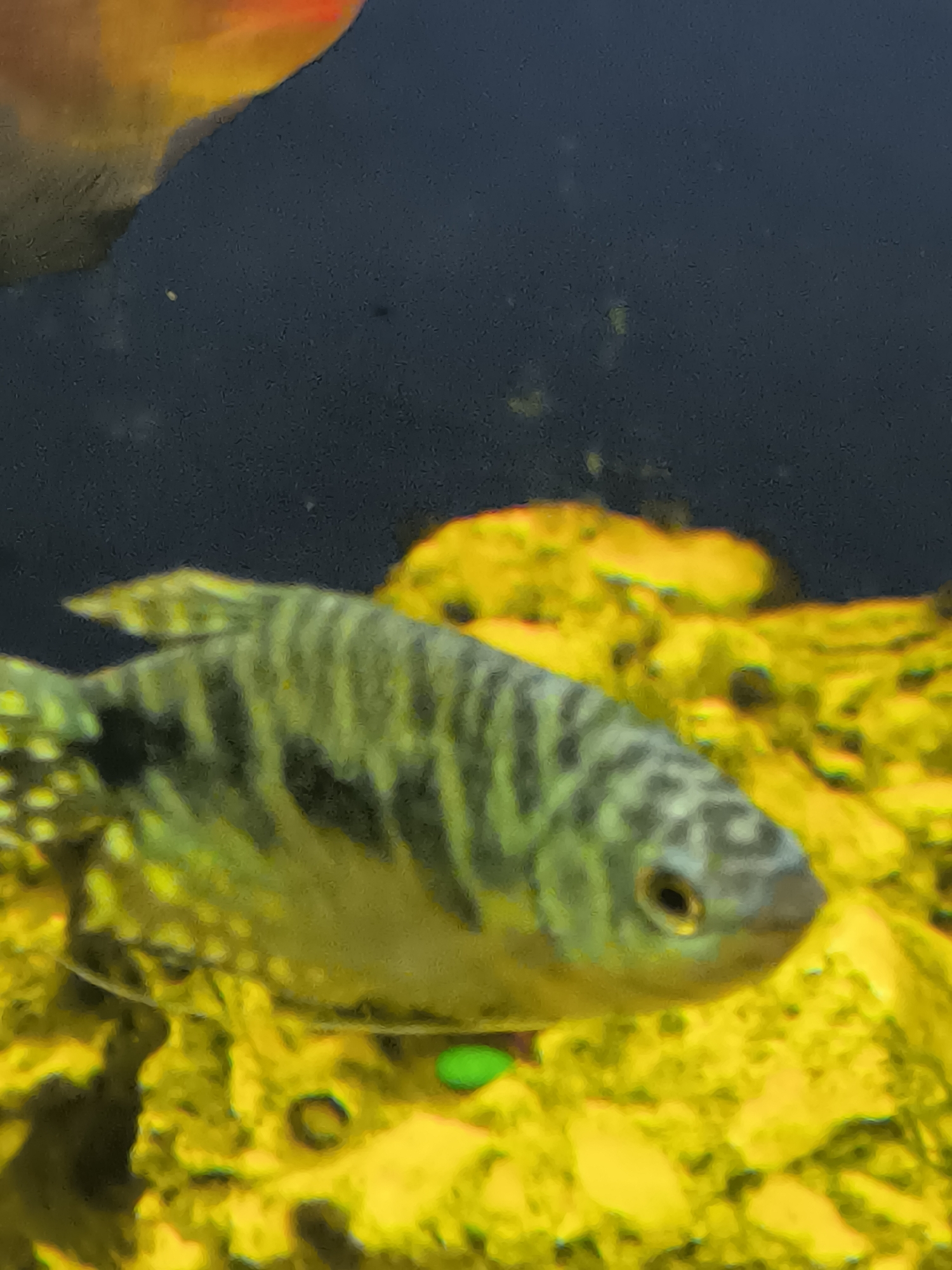 The image shows a close-up of a fish with vertical dark green stripes on a lighter green body. The fish is in an aquarium, with a black background and yellow decorations or substrate. Part of another orange-colored fish is visible in the top left corner. There is no information in the image or crops that would allow for identification of a location in Klaipėda, Lithuania.