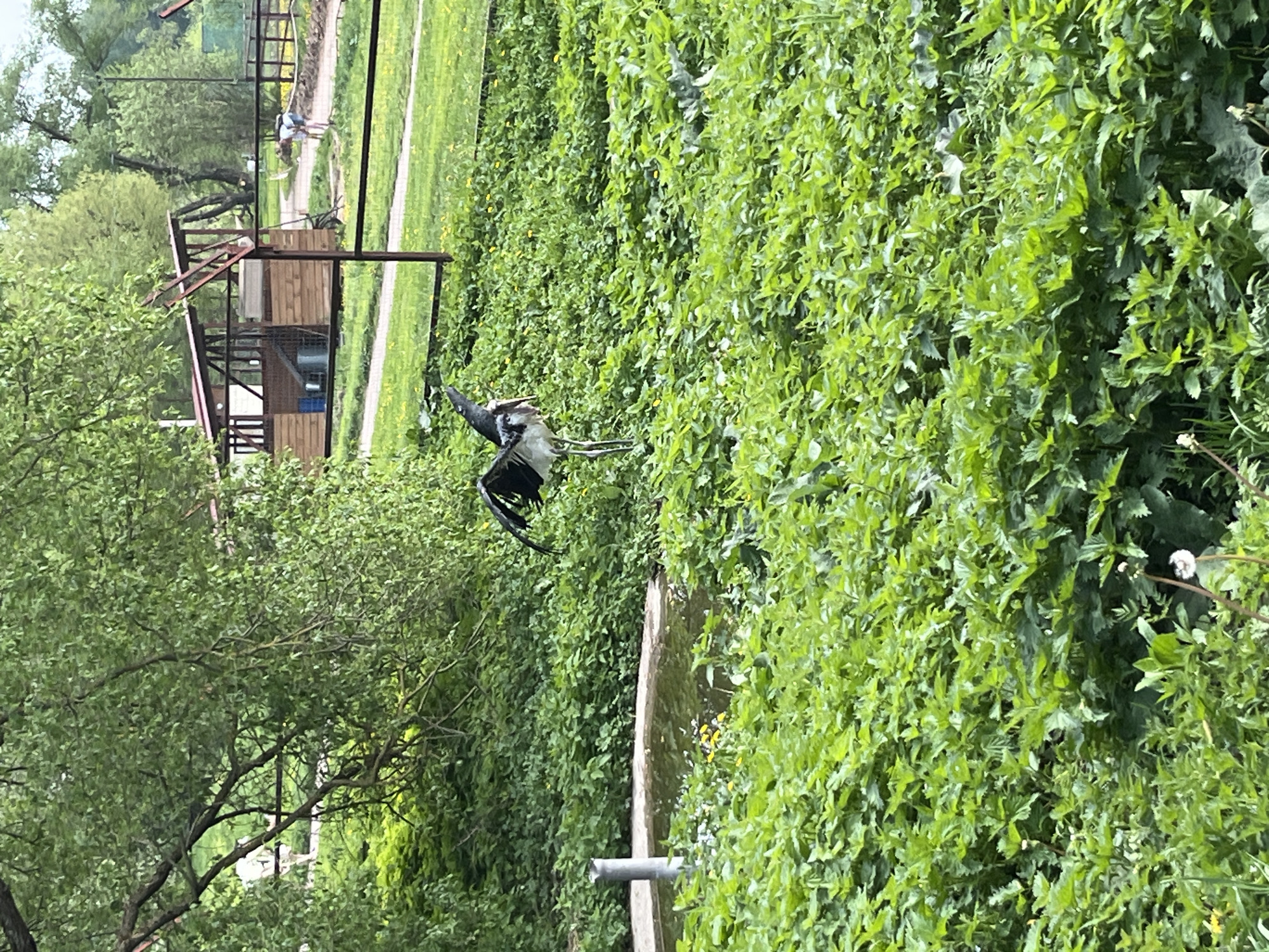 The image depicts a park landscape in Воробьи, Russia. A large bird with black and white plumage is in flight above a concrete water trough filled with water and some yellow flowers. Dense green vegetation covers much of the area, including trees, bushes, and ground cover. In the background, a wooden structure with an open-frame design is visible, along with glimpses of people walking on a path beyond a metal fence.