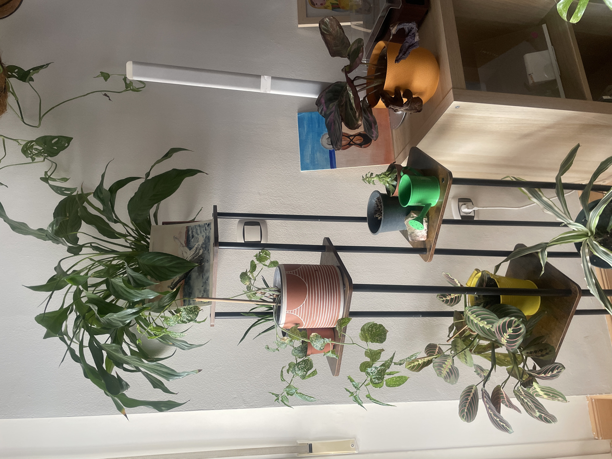 The image shows an indoor plant display featuring a tiered shelf unit with several potted plants. On the top shelf of the unit is a large peace lily in a pot decorated with a scenic image. Below that, on the second shelf, are two smaller plants, one in a terracotta pot and another in a reddish-brown pot with white stripes. The third shelf holds a dark grey pot with a small succulent and a bright green watering can. On the bottom shelf of the tiered unit is a prayer plant in a yellow pot. To the right of the tiered unit, on a wooden shelf, is a plant in an orange textured pot with dark foliage, positioned next to a small painting of a beach scene and a tall white lamp. Further to the right, part of a wooden cabinet is visible, with shelves containing various items, including a framed picture. The background consists of a plain white wall. The lighting suggests an indoor setting, possibly a living room. There are no people visible in the image. The context of Atarfe, Spain, is not discernible from the visual elements of the image.