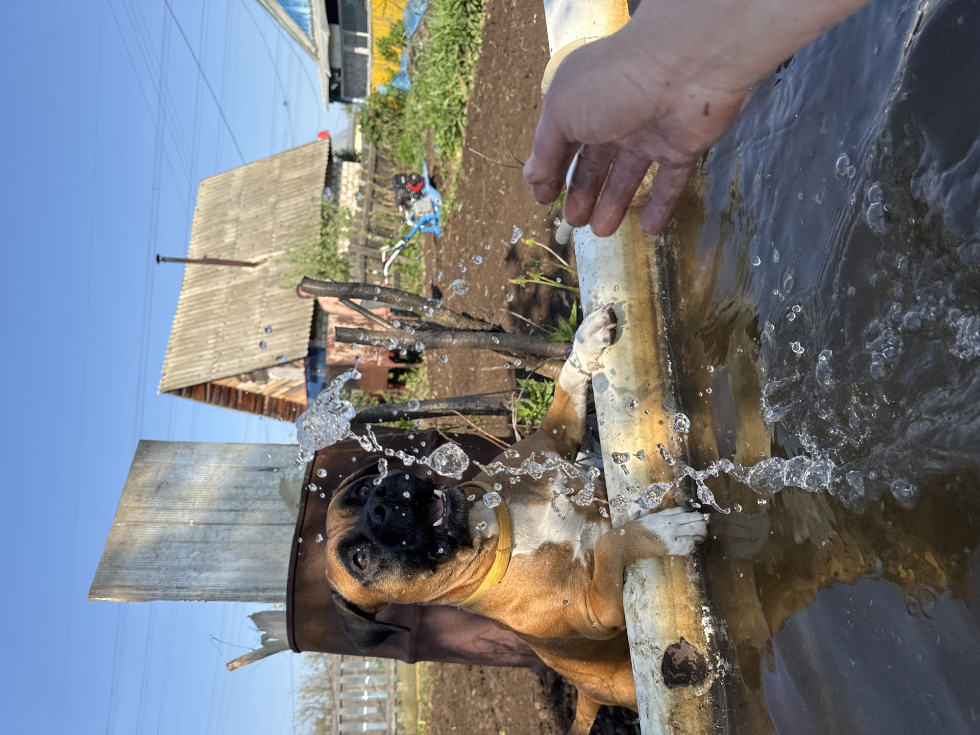 In an outdoor setting in the city of Chaikovsky, Russia, a boxer dog is submerged up to its neck in a large metal tub filled with water. The dog is leaning its front paws on the edge of the tub. A human hand is reaching towards the surface of the water. Water droplets are splashing around the dog's head, suggesting interaction with the water. In the background, there is a wooden building, likely a house or shed, and various outdoor objects such as vegetation and possibly farming equipment. The sky is clear and blue.
