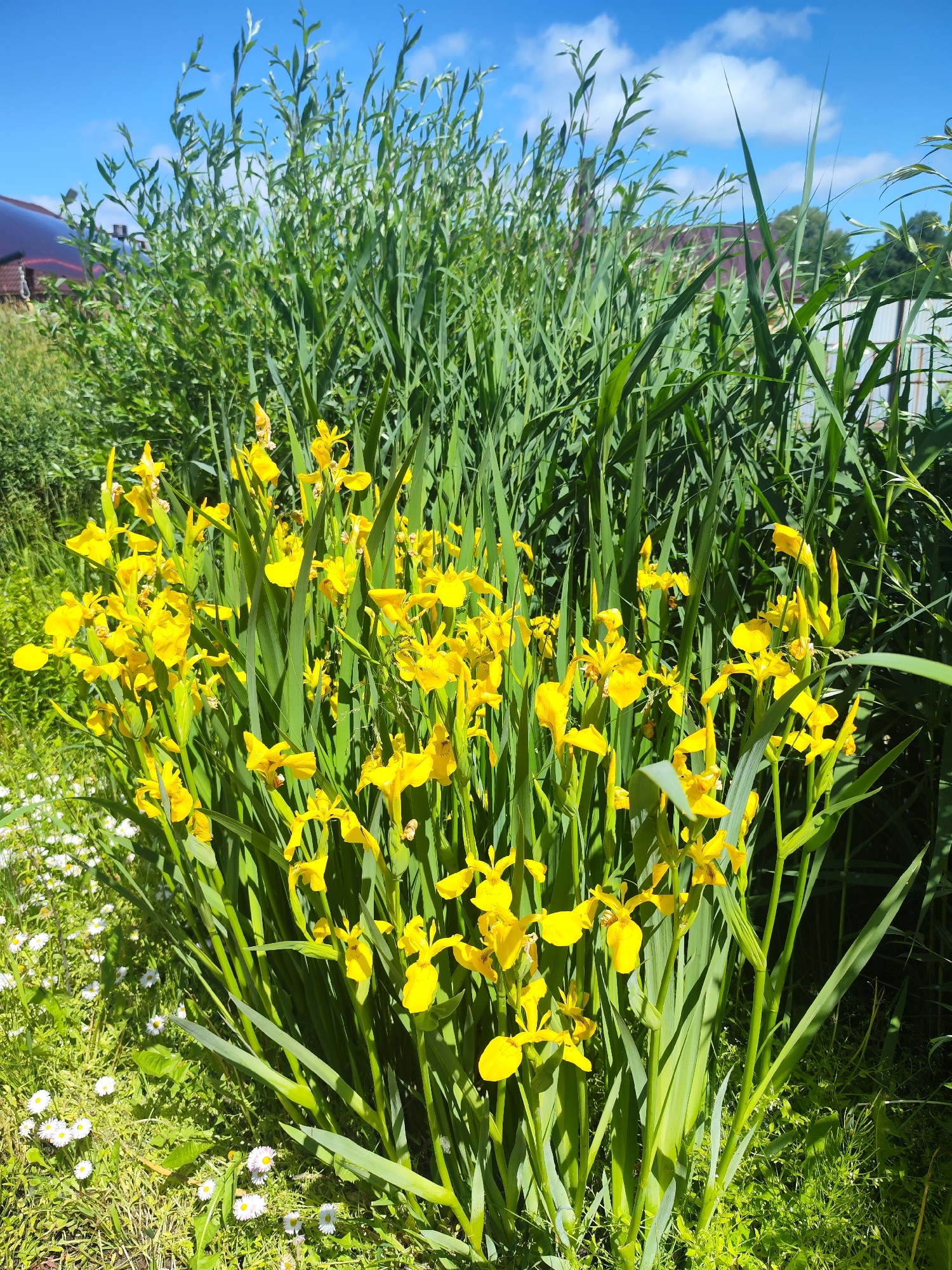 The image displays a cluster of bright yellow iris flowers blooming in a garden setting. The irises are surrounded by tall green grass and other vegetation. In the background, a dark red roof of a building is visible, along with a portion of a fence. The sky above is a clear blue with scattered white clouds. The scene appears to be an outdoor, natural environment, likely a residential garden in the city of Chaikovsky, Russia, given the context. There are no people or animals present in the image. The overall impression is one of a vibrant and sunny day in a garden.
