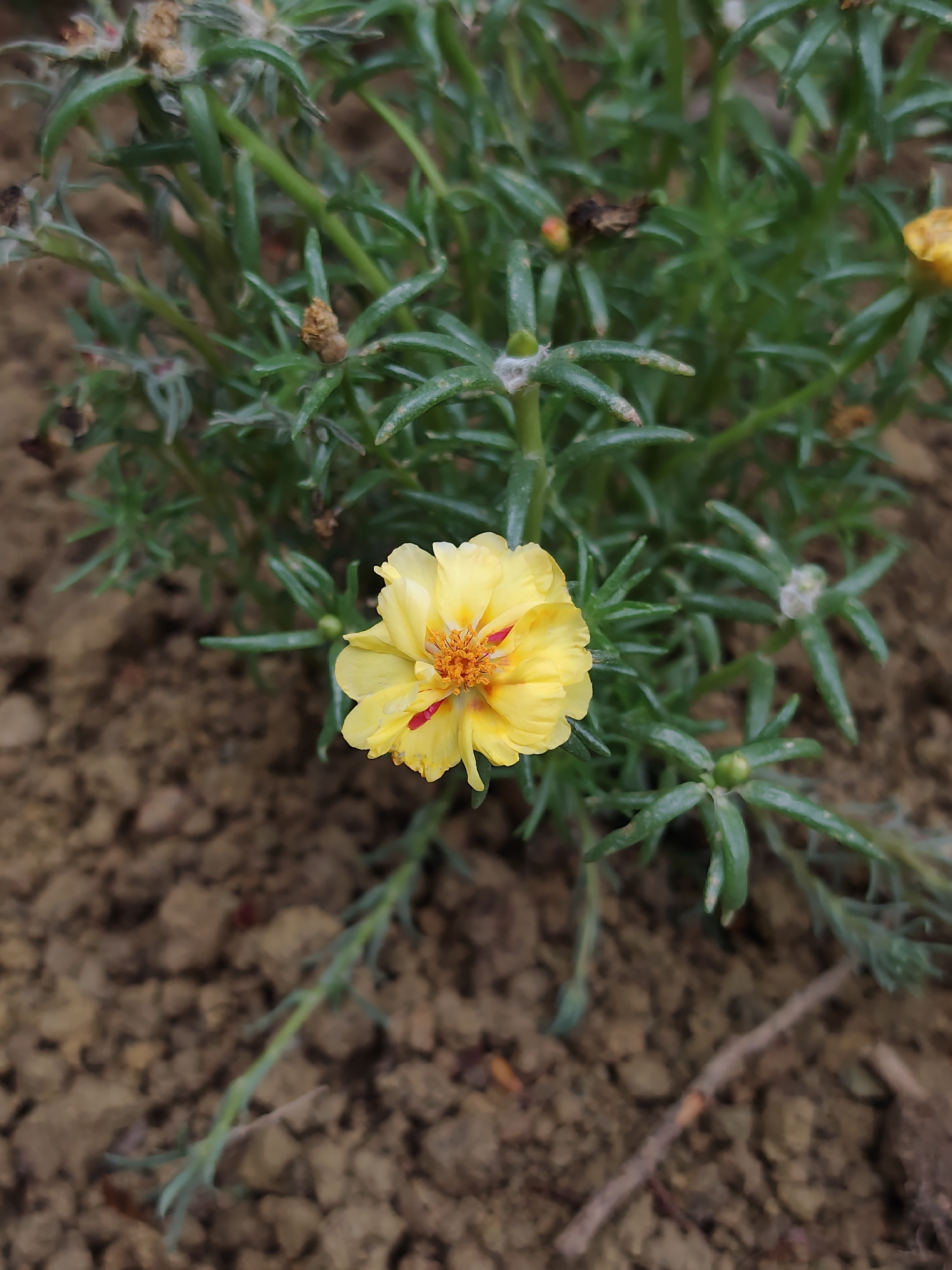A close-up, vertical, outdoor, eye-level shot captures a single, open, bright yellow flower with a reddish-orange center, its petals slightly ruffled. The flower is part of a green, leafy plant with thin, succulent-like leaves and some dried, brown seed pods or buds. The plant is growing in brown, grainy soil, which is mostly out of focus in the foreground and background, with small pebbles and twigs visible. The lighting appears to be natural daylight. There are no people or animals present in the image, and no specific landmarks are identifiable to place it in Sochi, Russia.