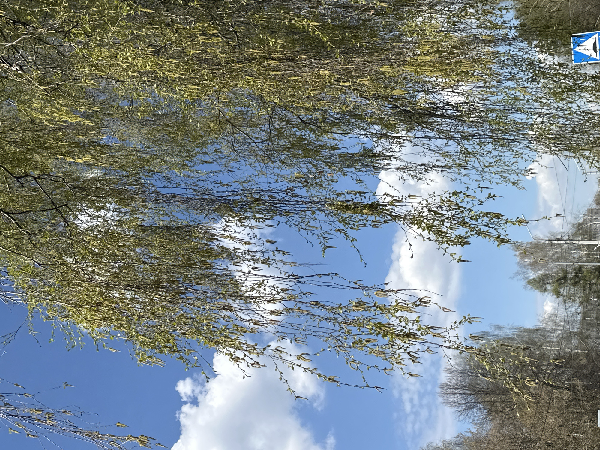 The image shows a view from the city of Chaikovsky, Russia, with trees in the foreground and a blue sky with white clouds in the background. The branches of the trees are covered in light green leaves and brown catkins. A road sign is visible on the right side of the frame. Other trees and a utility pole are visible in the background.