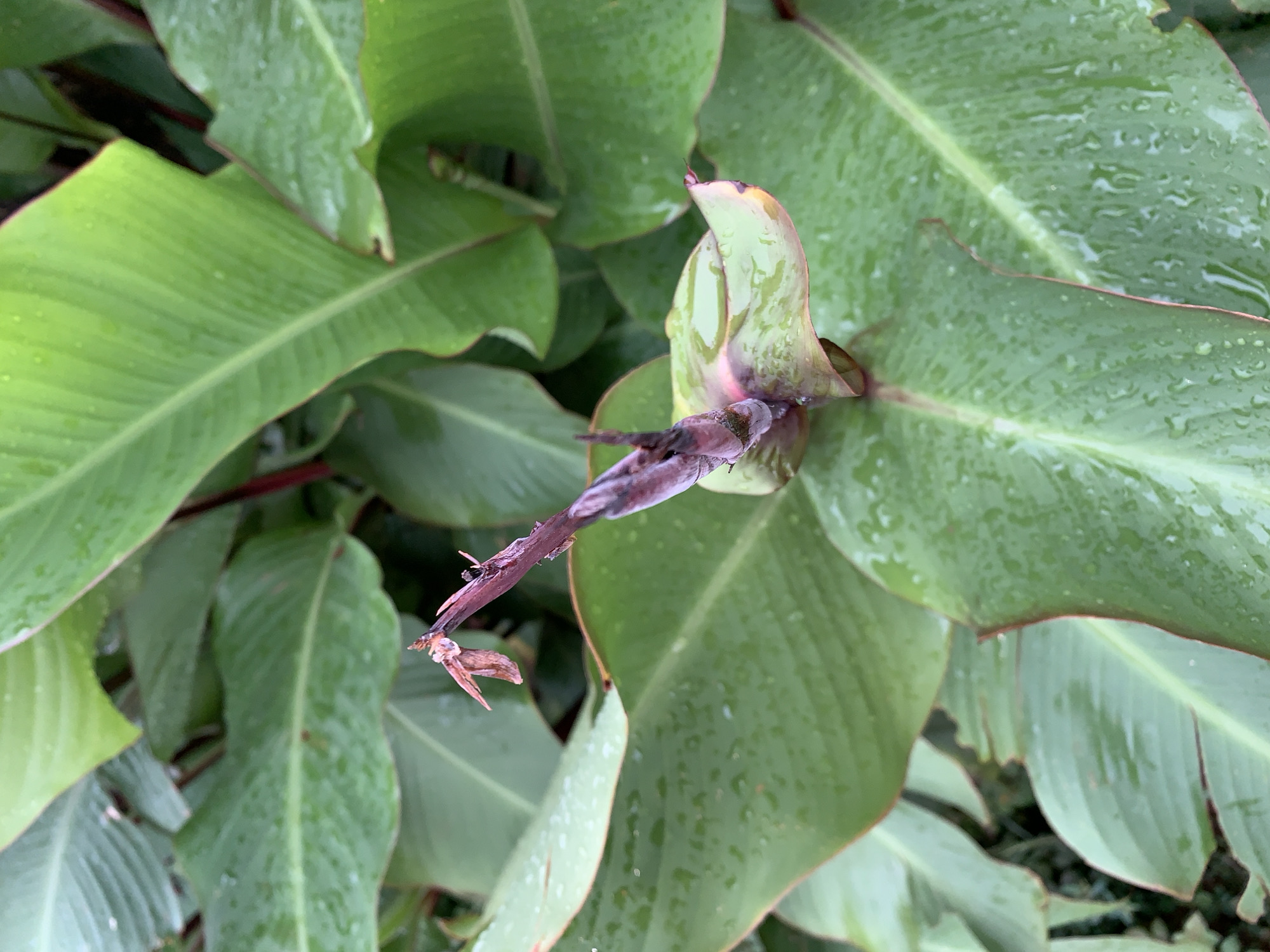 The image shows a cluster of broad, green leaves, likely a tropical plant, wet with raindrops. The leaves have a distinct linear vein pattern. Emerging from the center is a partially unfurled plant shoot, exhibiting a transition from pale green at the top to a reddish-brown stem at the base. Some withered, brown remnants of a previous bloom or growth are attached to the stem. The background is blurred, suggesting the plant is in a garden or cultivated area. There is no evidence to support the location of the image in Rafin Par, Nigeria.