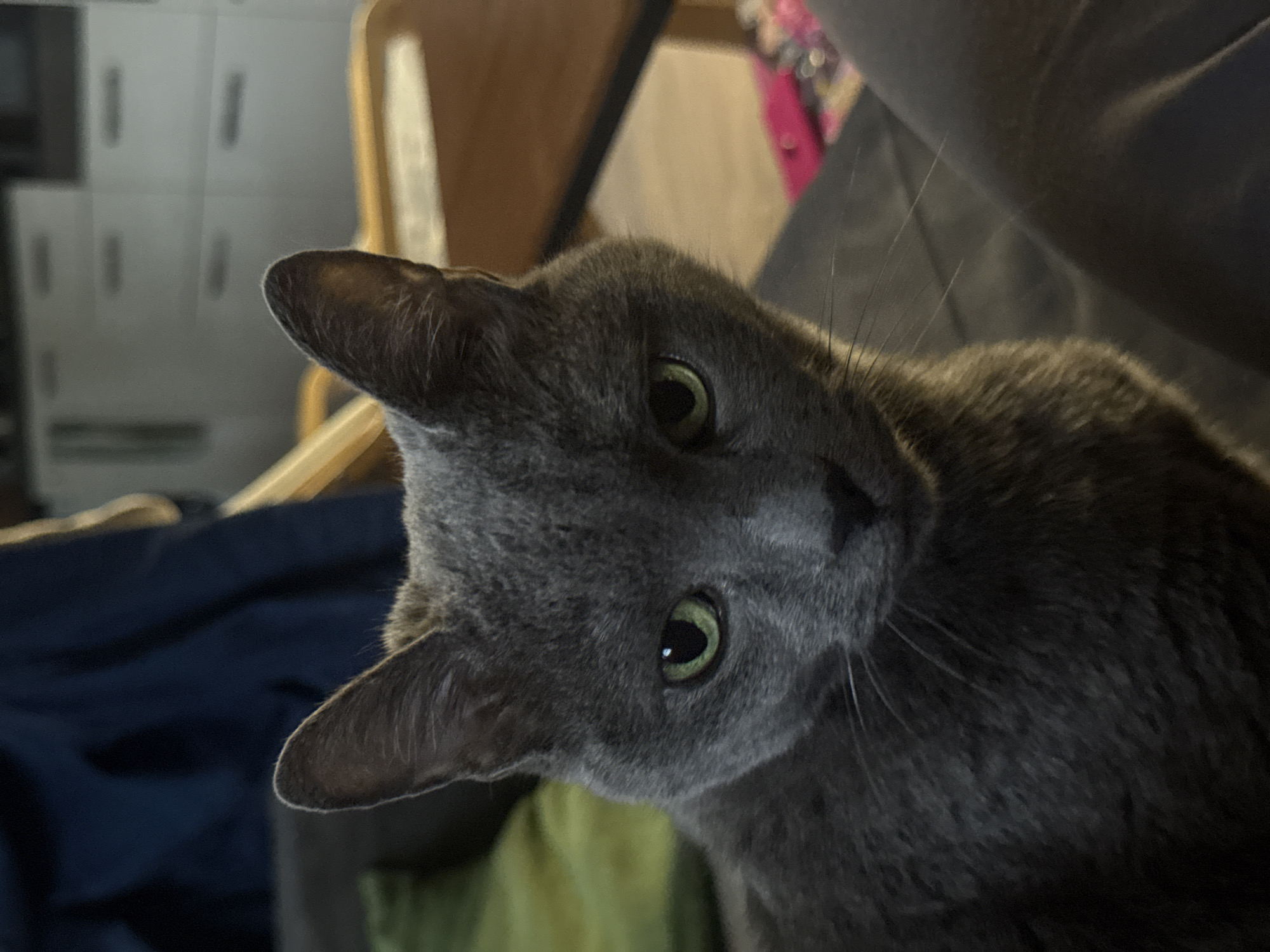 A close-up, slightly tilted photograph features a gray cat. The cat is positioned in the foreground, with its head turned at an angle toward the camera, revealing its face, ears, and whiskers. The cat's eyes are green.
The background is out of focus but shows elements suggesting an indoor setting: a wooden chair, some blue and green fabric, and what appears to be a piece of furniture or a wall. The location is not discernible from the image.