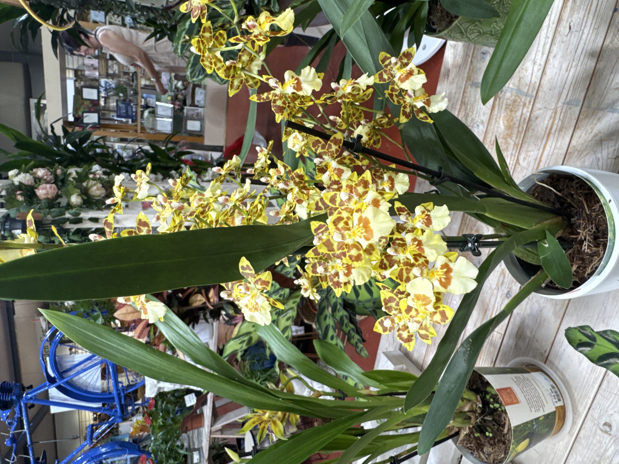 The image depicts a display of orchids in what appears to be a garden center or florist shop. The foreground is dominated by a cluster of yellow and brown spotted orchids in full bloom, with long, green leaves. To the left, another orchid plant with similar foliage is visible. In the background, a woman in a light-colored dress is browsing shelves filled with various items, possibly decorative plants or gifts. Behind her, a bright blue bicycle is mounted on the wall. The scene is set on a wooden surface, suggesting a retail environment. The overall impression is one of a well-stocked and vibrant plant shop. The mention of Clonmel, Ireland, suggests this scene is located there, though there are no specific visual cues within the image to confirm this location.