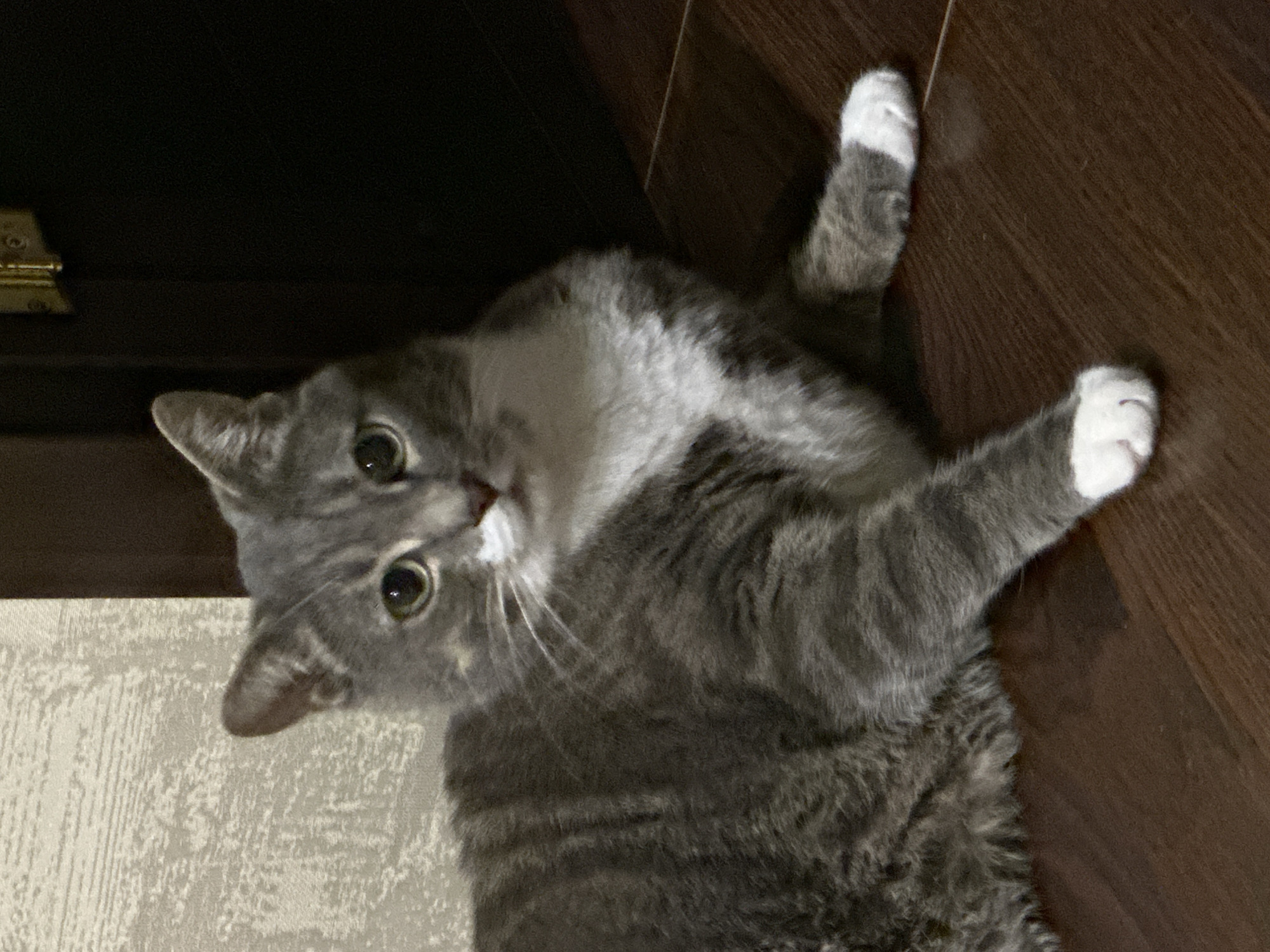 A gray tabby cat with white paws is lying on a dark brown wooden floor. The cat is facing the camera with its head slightly tilted. The cat's fur is a mix of gray and black stripes, and it has white fur on its chest and paws. The background consists of a textured wall and a dark doorway.