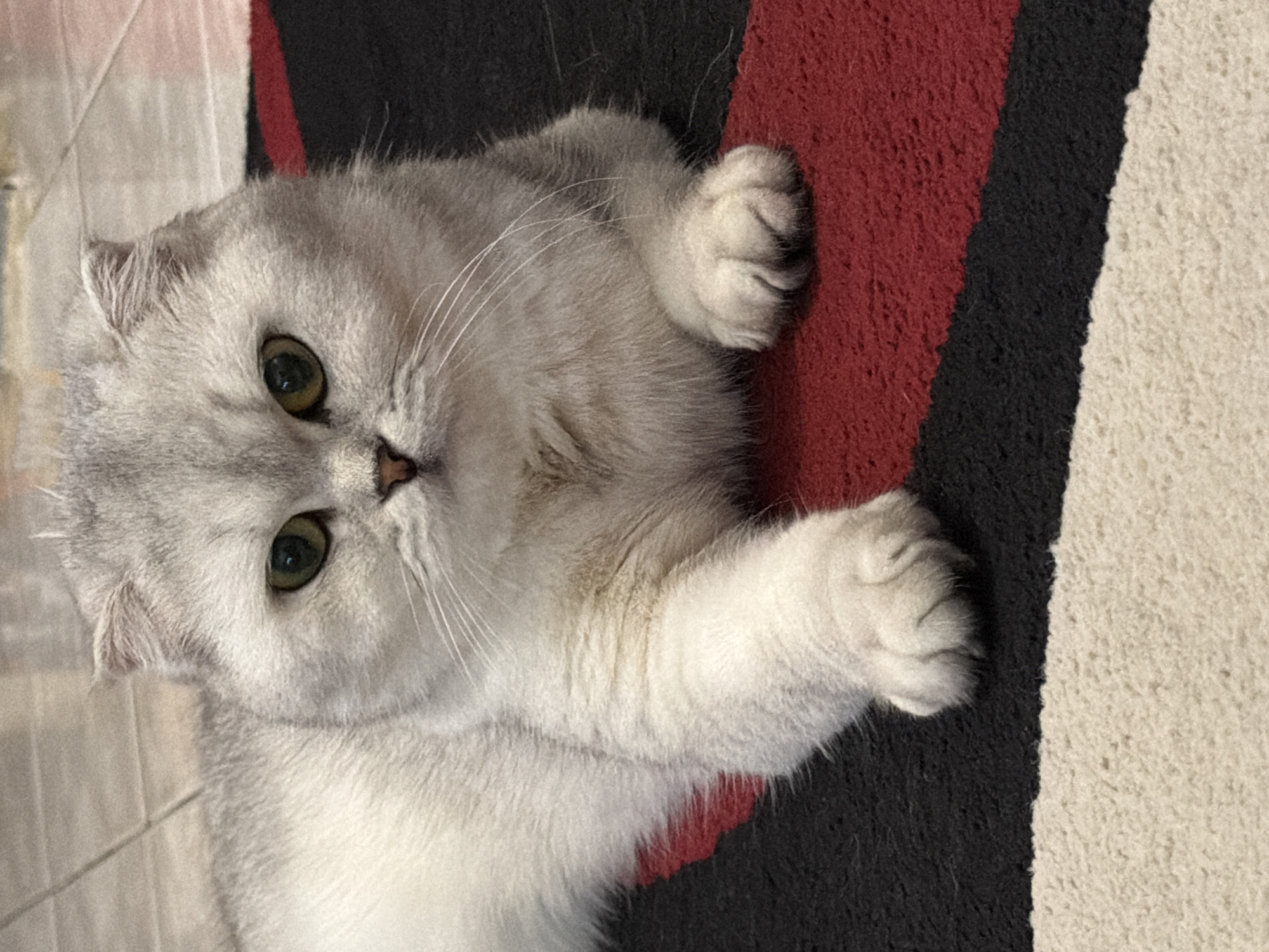 A silver Scottish Fold cat is lying on a striped rug. The cat has green eyes and folded ears. The rug is red, black, and cream colored. The background is blurred but appears to be a tiled floor. There are no people or other animals in the image. The image was taken indoors. The location in the city of Rome, Italy is not discernible from the image.