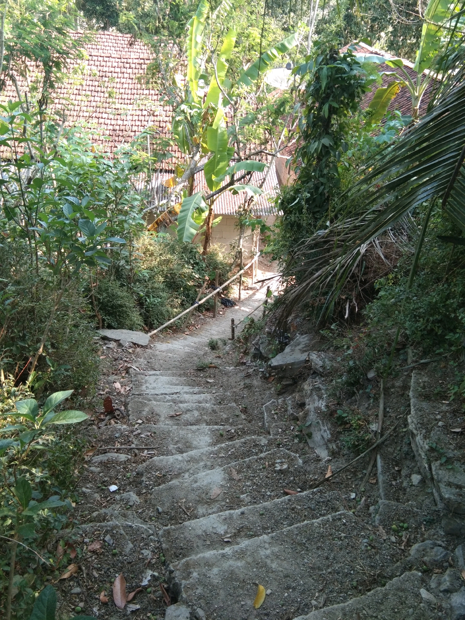 The image depicts an outdoor scene in a rural or semi-rural area, likely in Karangsambung, Indonesia, characterized by lush vegetation and weathered concrete structures. A set of outdoor stairs made of concrete descends into the frame from the top. The stairs are partially covered with dirt, leaves, and small stones, indicating a lack of recent maintenance. A simple bamboo railing runs along the right side of the stairs, also appearing weathered.
On either side of the stairs, dense foliage and various plants, including banana trees with their large leaves, are visible. In the background, rooftops of houses with reddish-brown tiles are partially obscured by the trees. The overall environment suggests a natural, somewhat overgrown setting. The lighting indicates it is daytime, with sunlight filtering through the leaves. There are no people or discernible animals in the frame. The presence of a white piece of trash on one of the steps suggests human activity, though not actively occurring in the image.