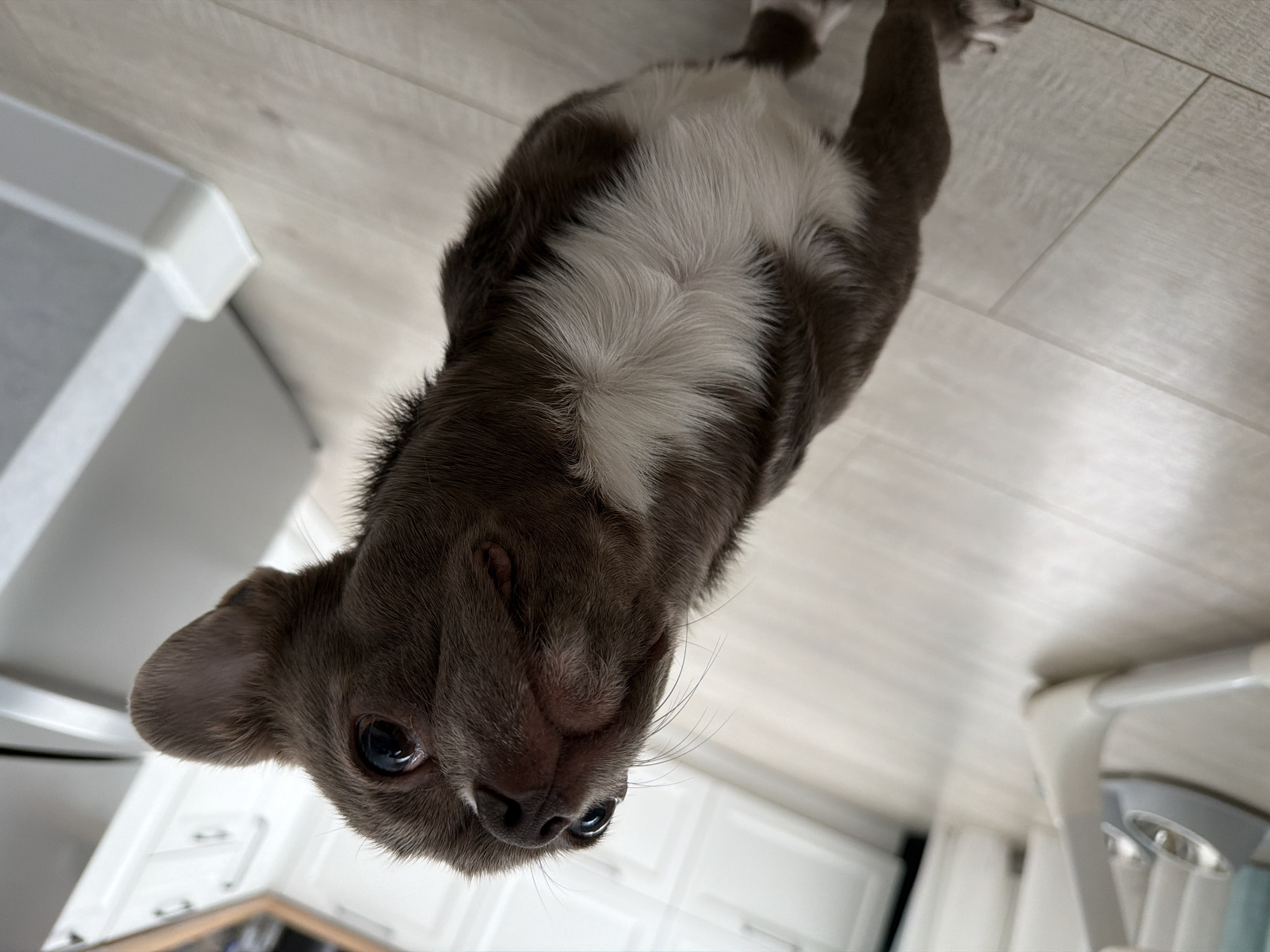 A close-up, tilted photograph shows a small brown and white dog in an indoor setting. The dog is positioned upside down in the frame. The environment appears to be a kitchen or similar space with light-colored wood-like tile flooring and white cabinets. The bottom left corner reveals a portion of a kitchen appliance, possibly a refrigerator, while the bottom right shows a white stand mixer. The photograph does not contain elements indicating the location of Votkinsk, Russia.